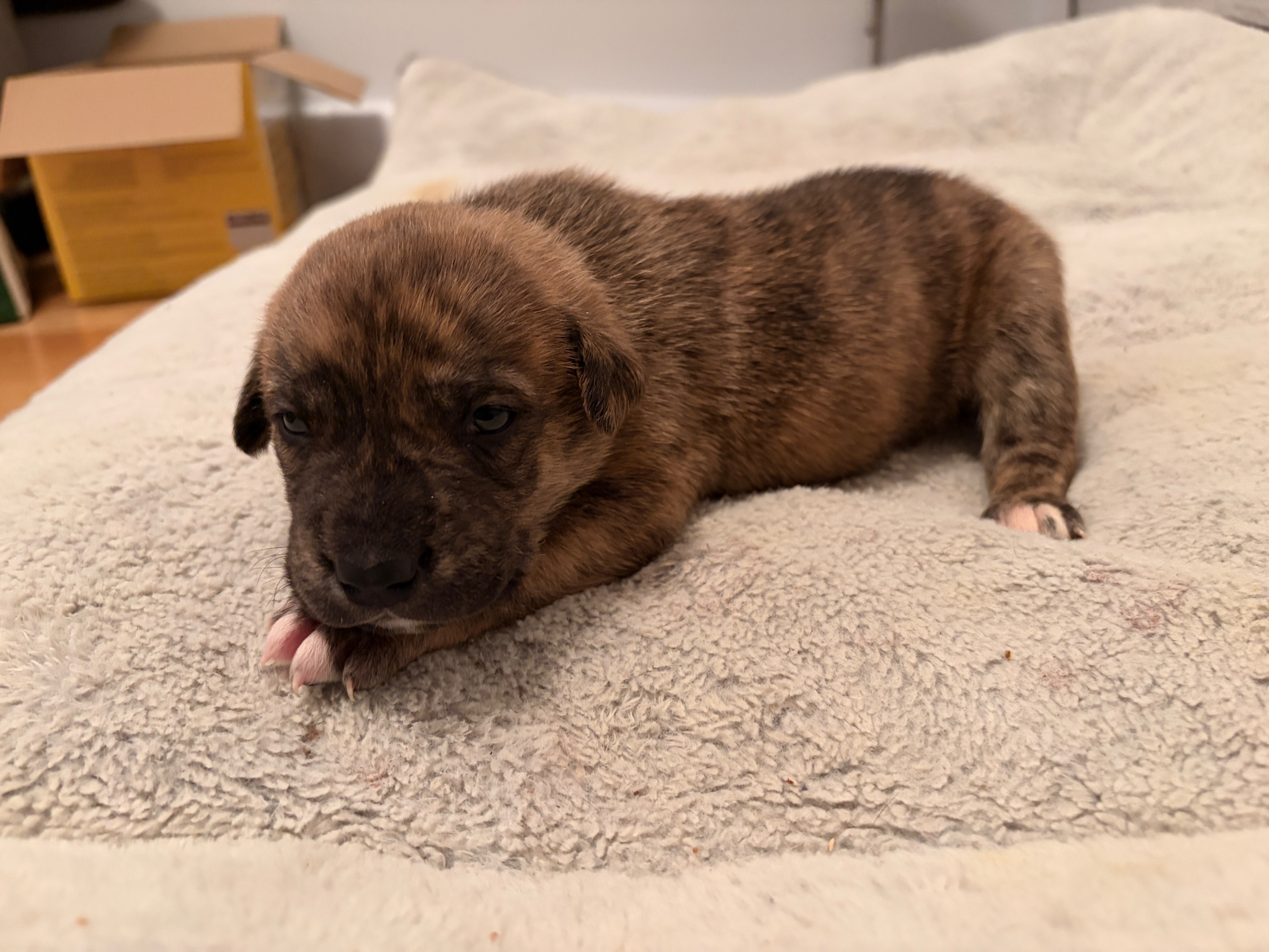 Photo of Puppies for sale