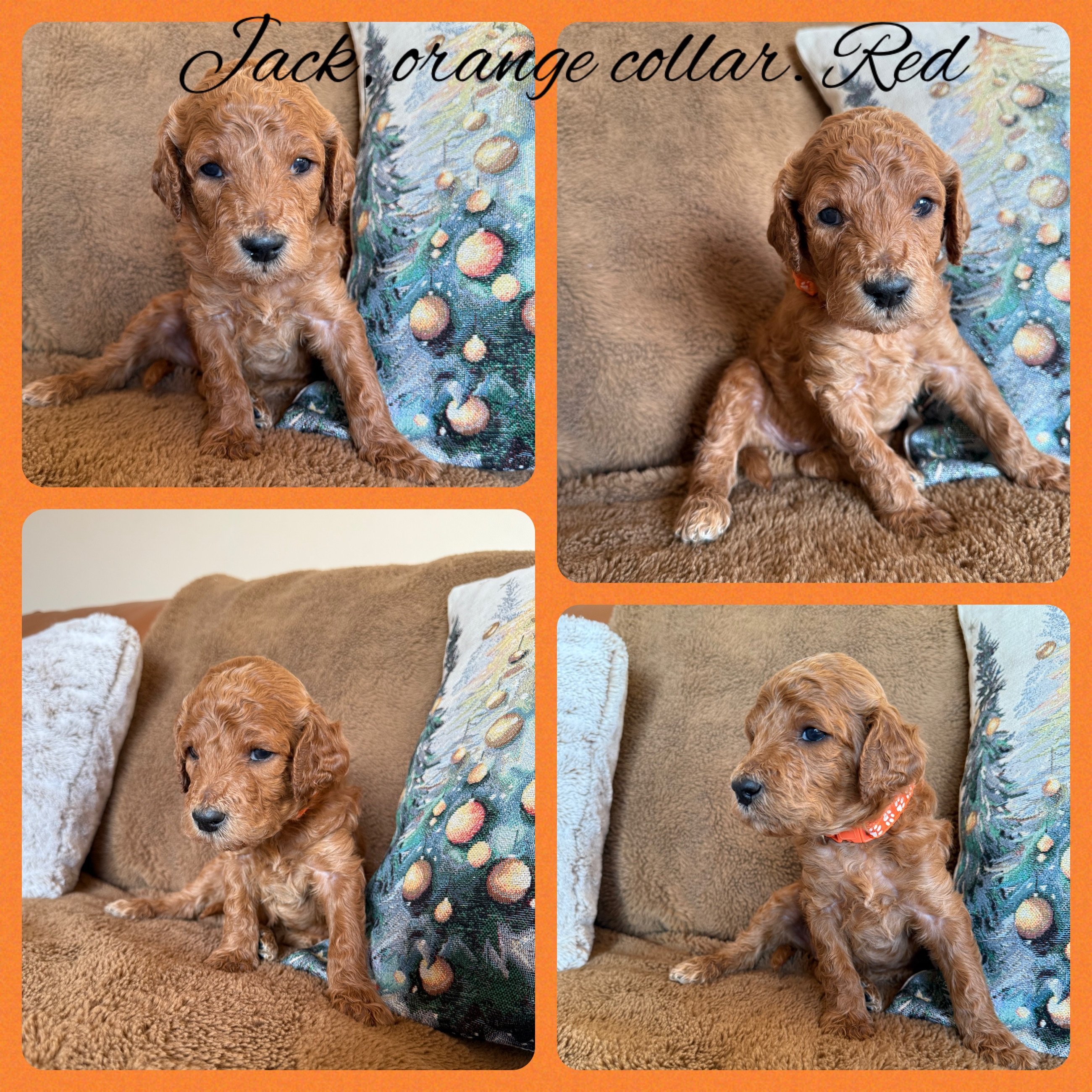 Photo of Purebred Satandard Poodle Puppies