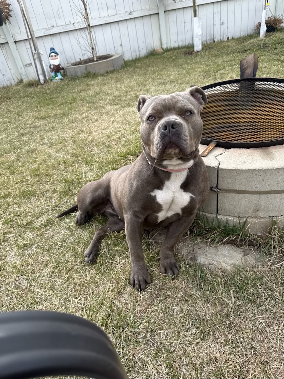 Photo of 1 year old pitbull puppy 