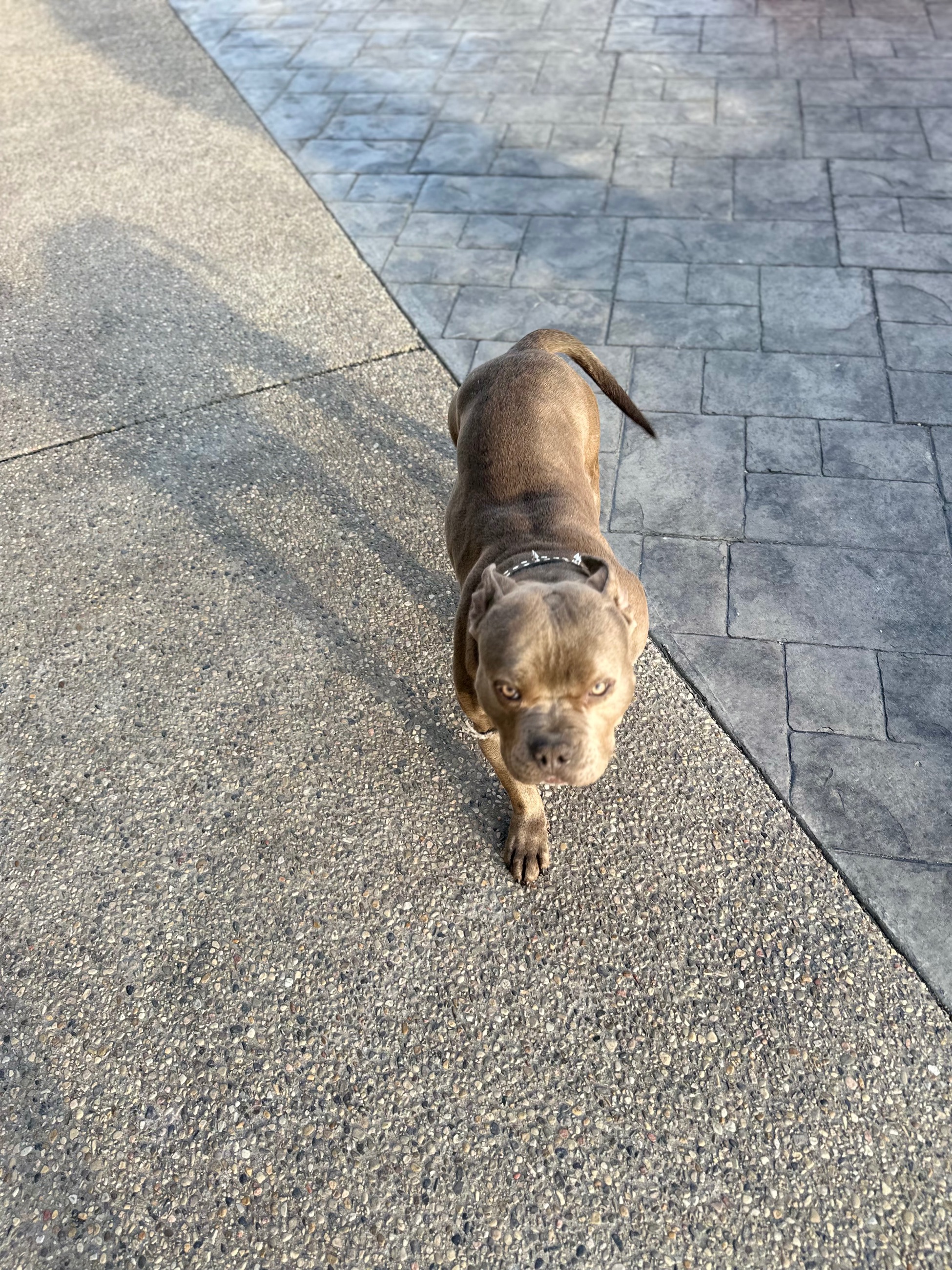 Photo of 1 year old pitbull puppy 