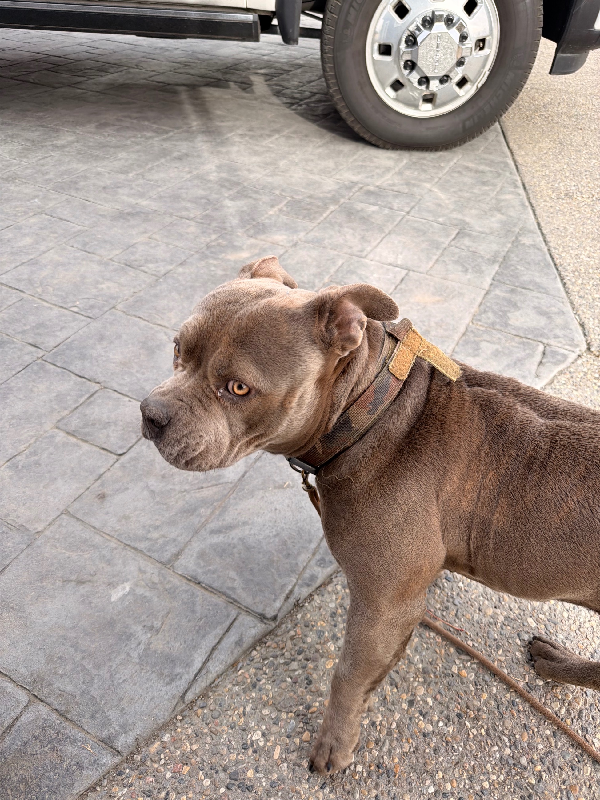 Photo of 1 year old pitbull puppy 