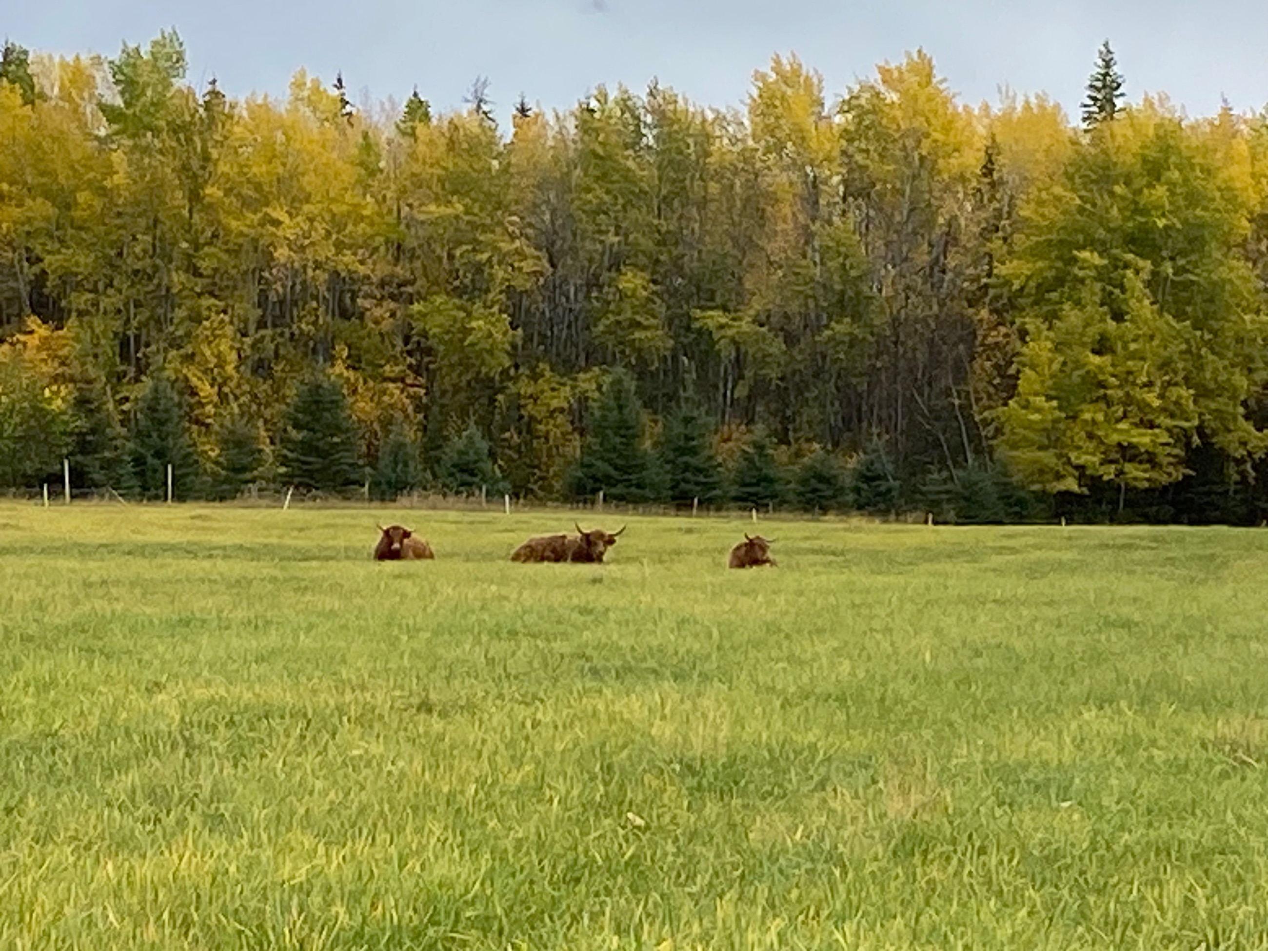 Photo of Wanted - Pasture land to rent this spring summer