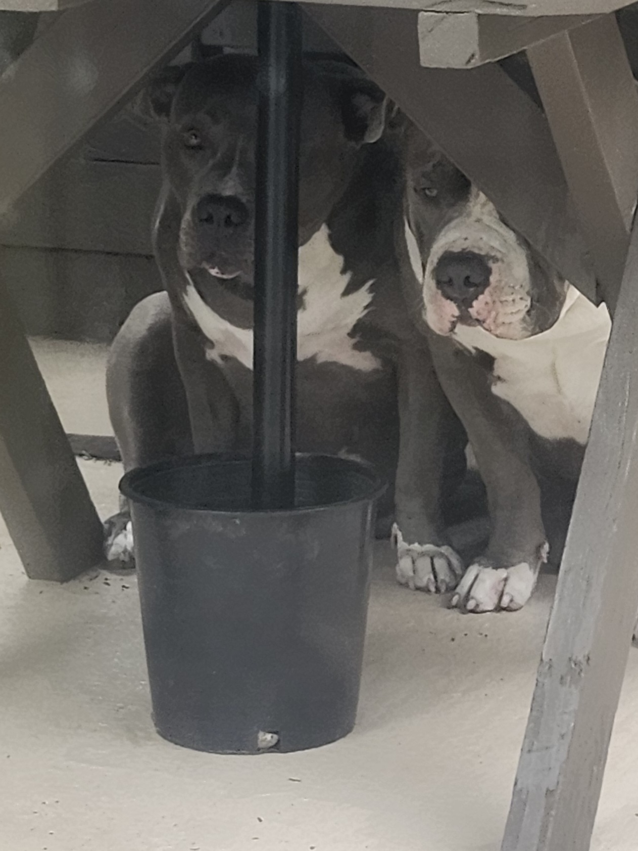 Photo of Bluenose Bully for Stud