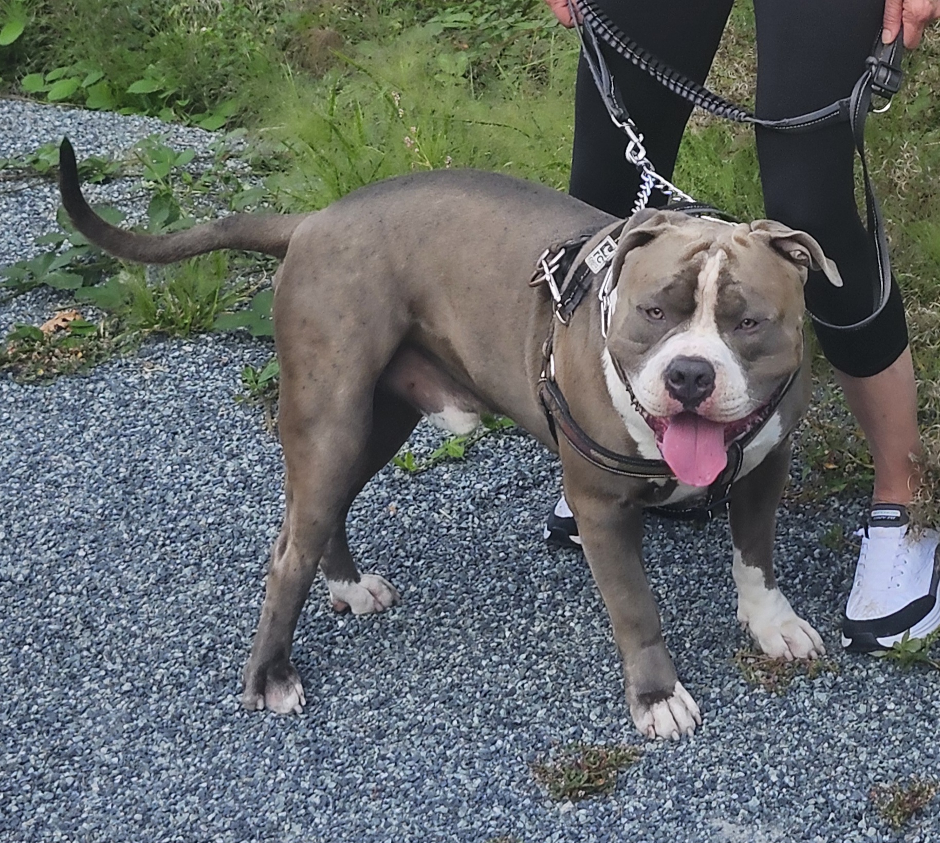 Photo of Bluenose Bully for Stud