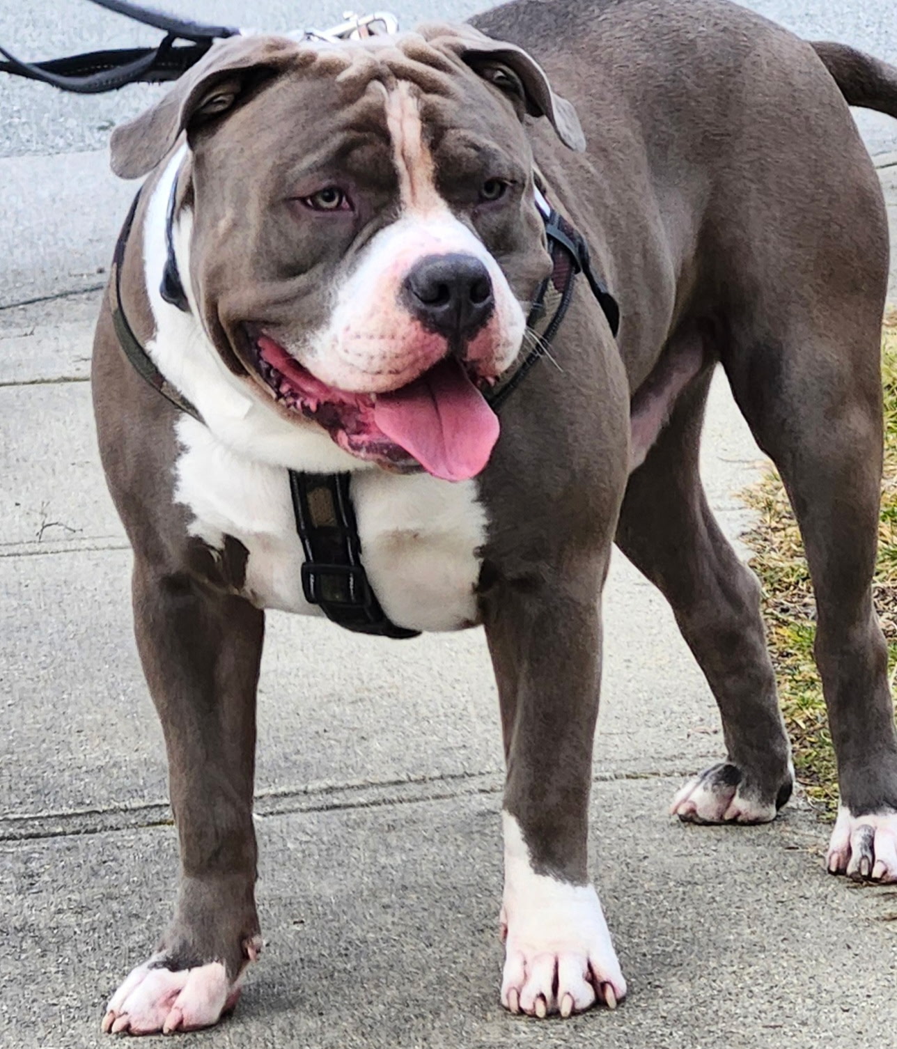 Photo of Bluenose Bully for Stud