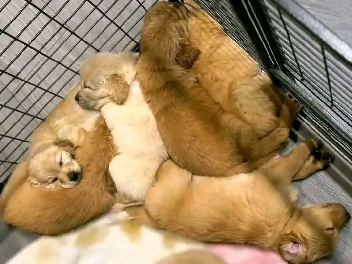 Photo of Purebred Golden retriever puppies for adoption 