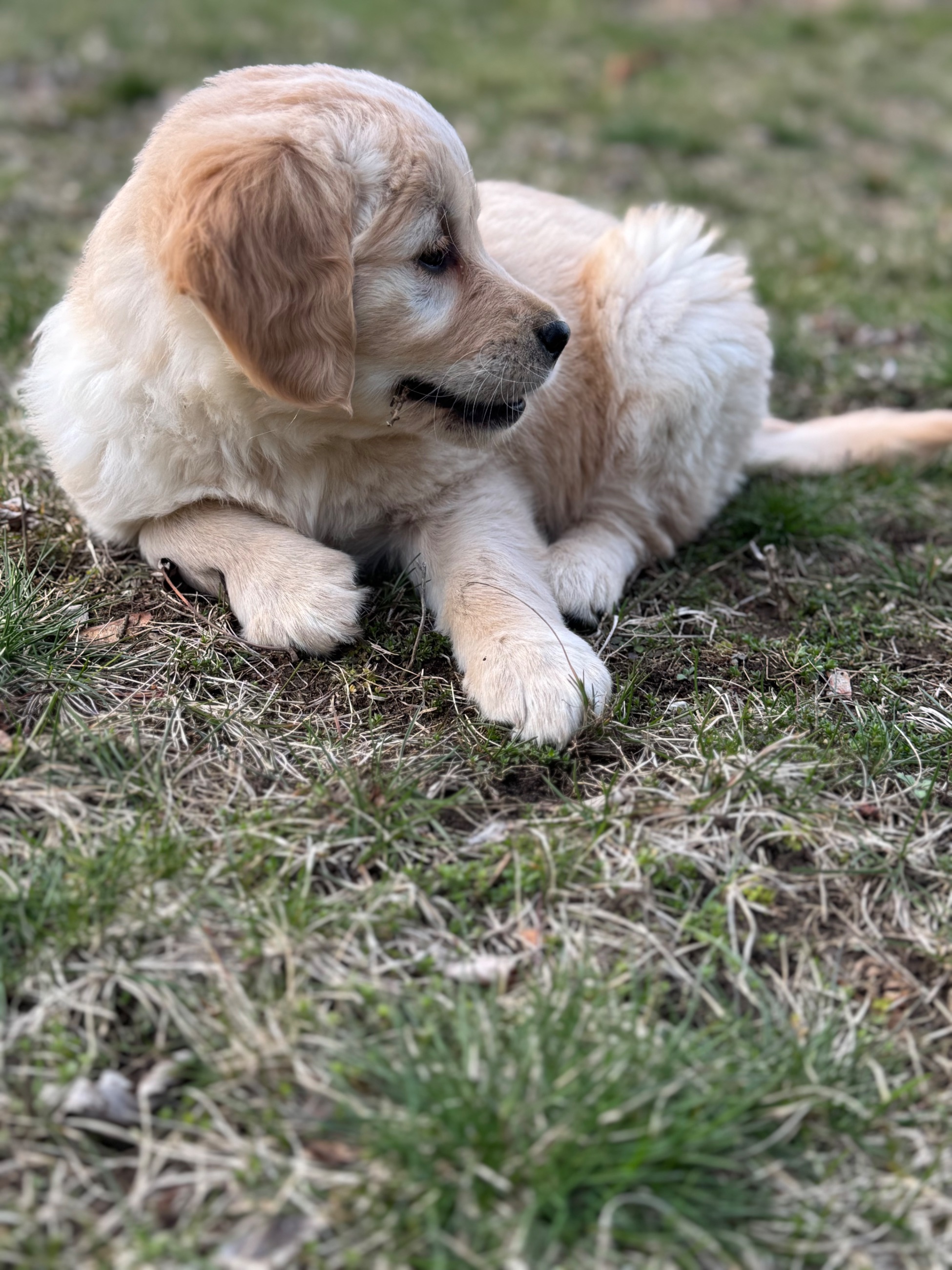 Photo of Purebred Golden retriever puppies for adoption 