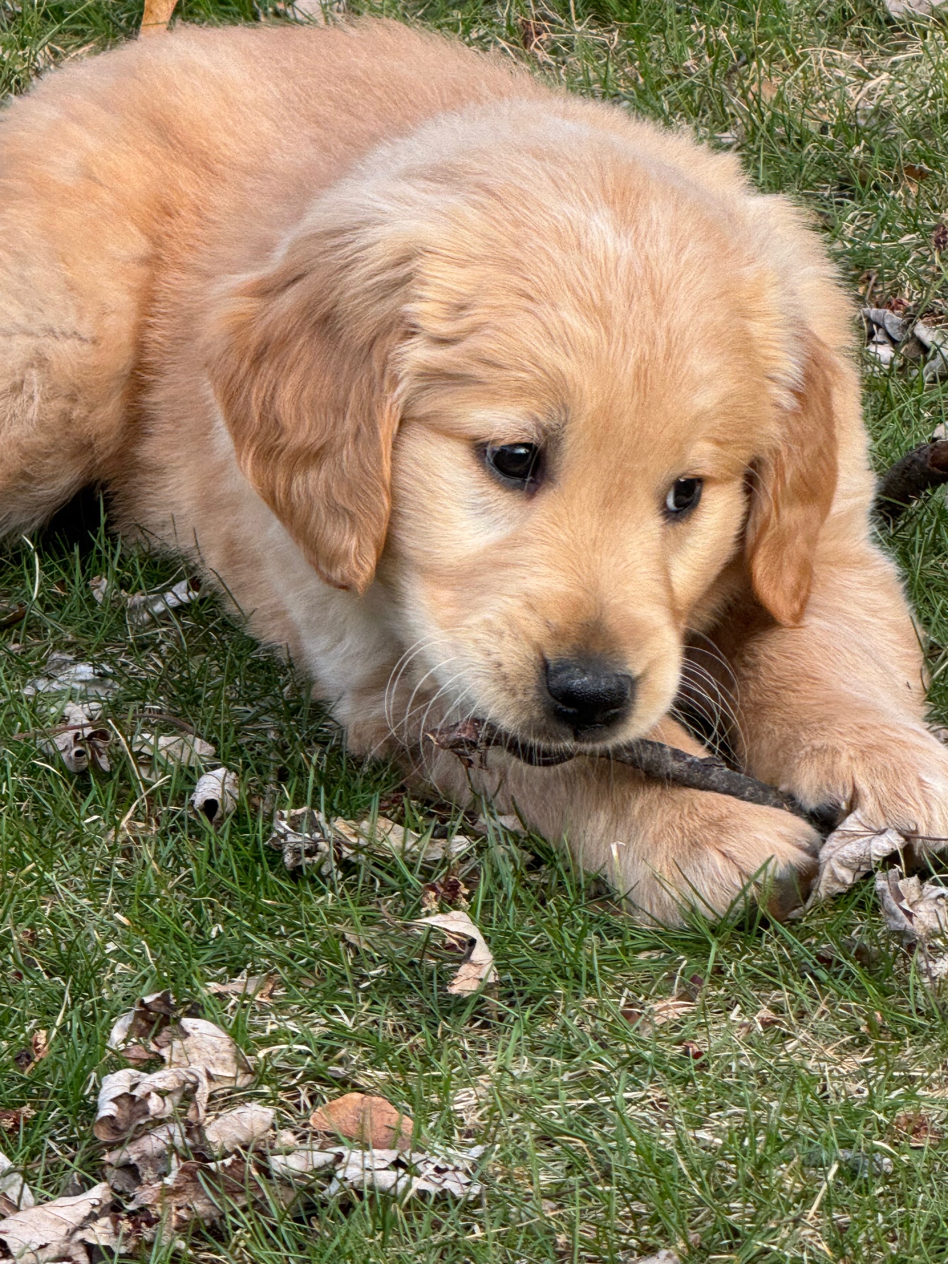 Photo of Purebred Golden retriever puppies for adoption 