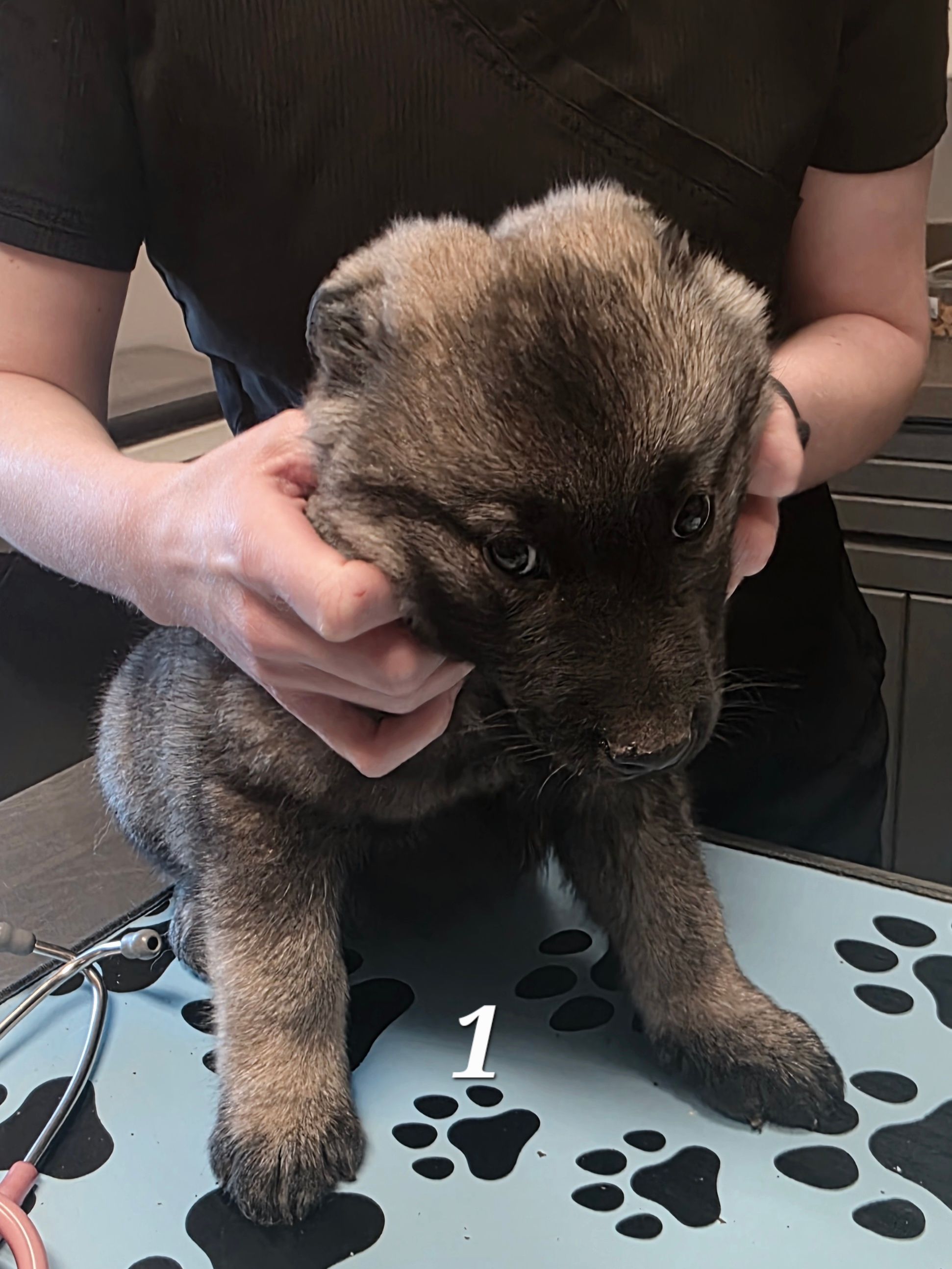 Photo of Norwegian Elkhound Puppies 
