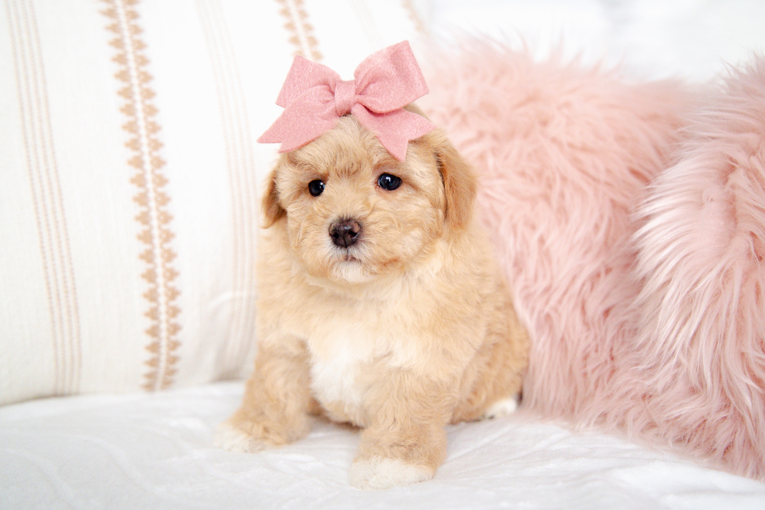 Photo of 🐾 Havapoo Puppies (Havanese × Poodle) – Non-Shedding & Hypoallergenic 🐾