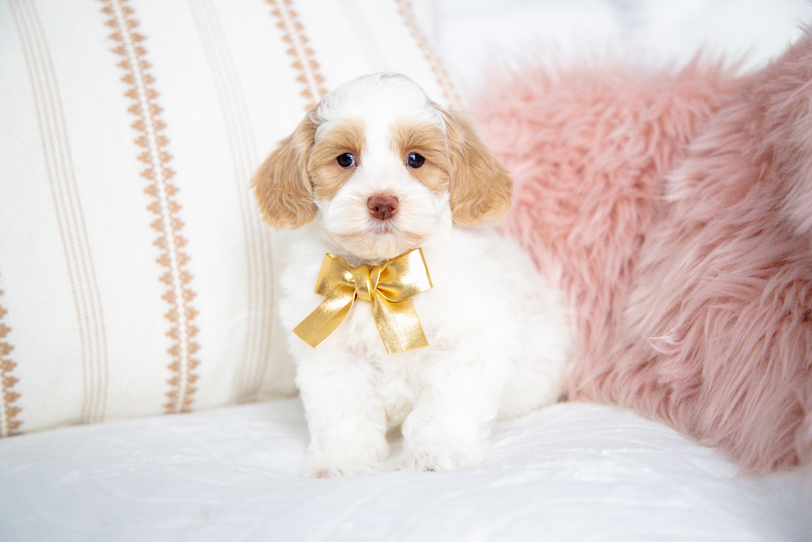 Photo of 🐾 Havapoo Puppies (Havanese × Poodle) – Non-Shedding & Hypoallergenic 🐾