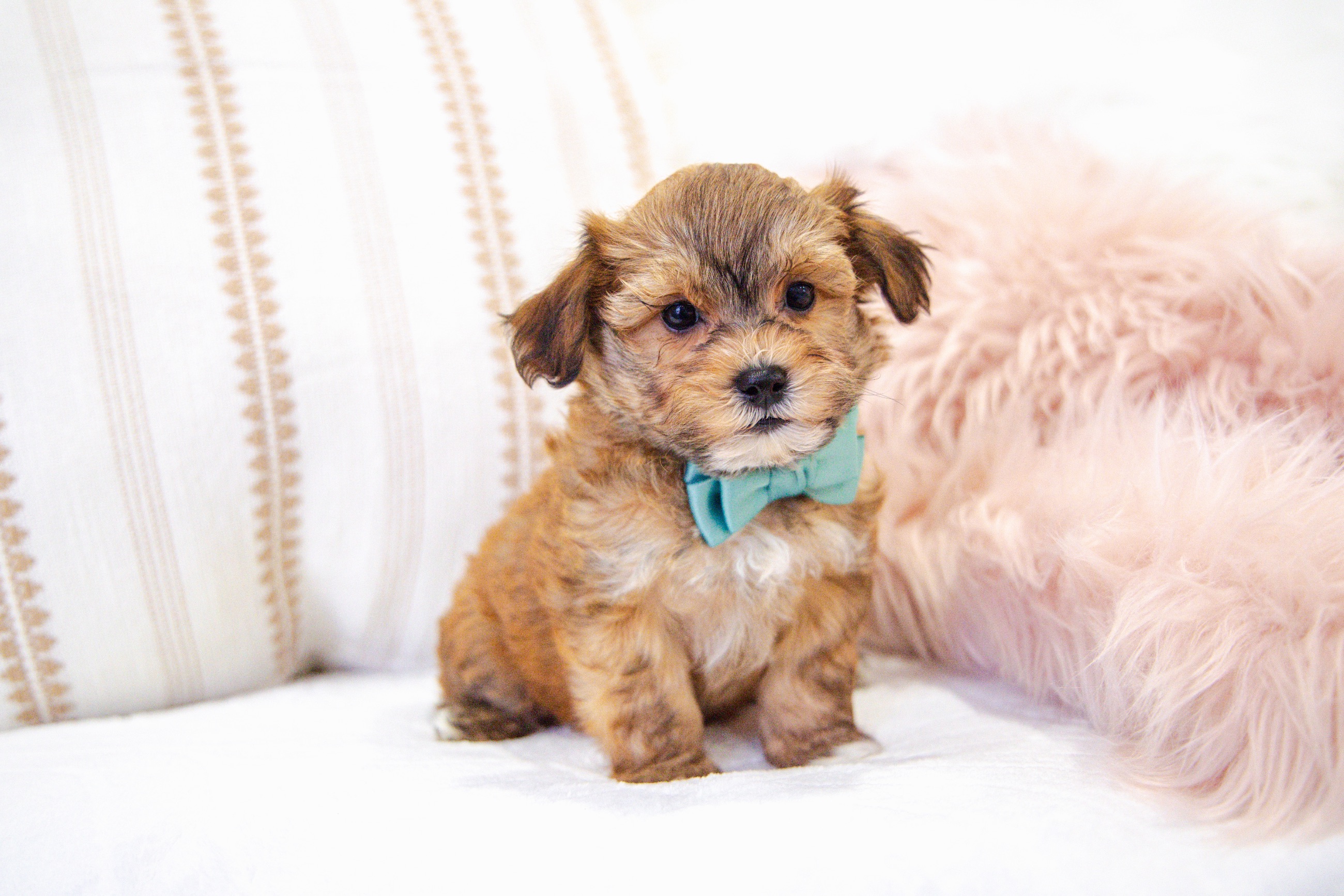 Photo of Havanese Puppies 