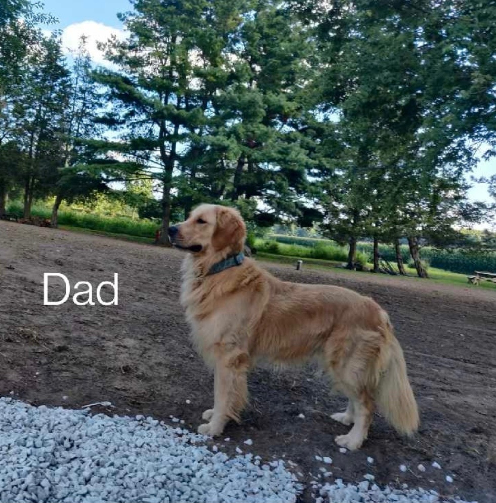 Photo of golden retriever puppies for adoption