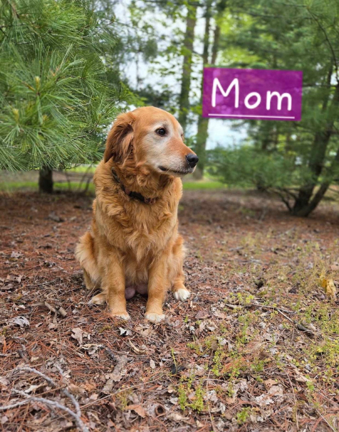 Photo of golden retriever puppies for adoption