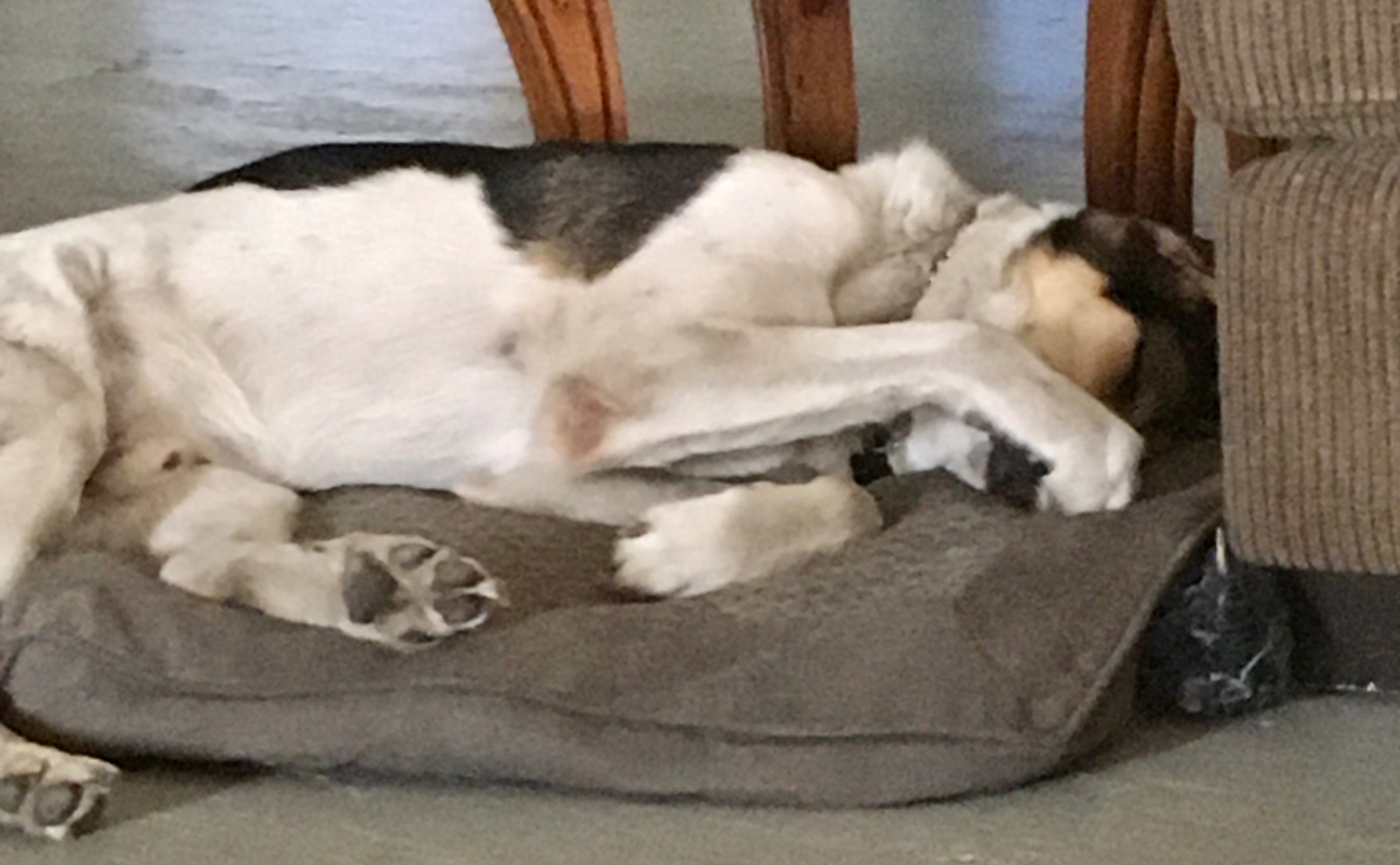 Photo of Maremma/Border Collie 