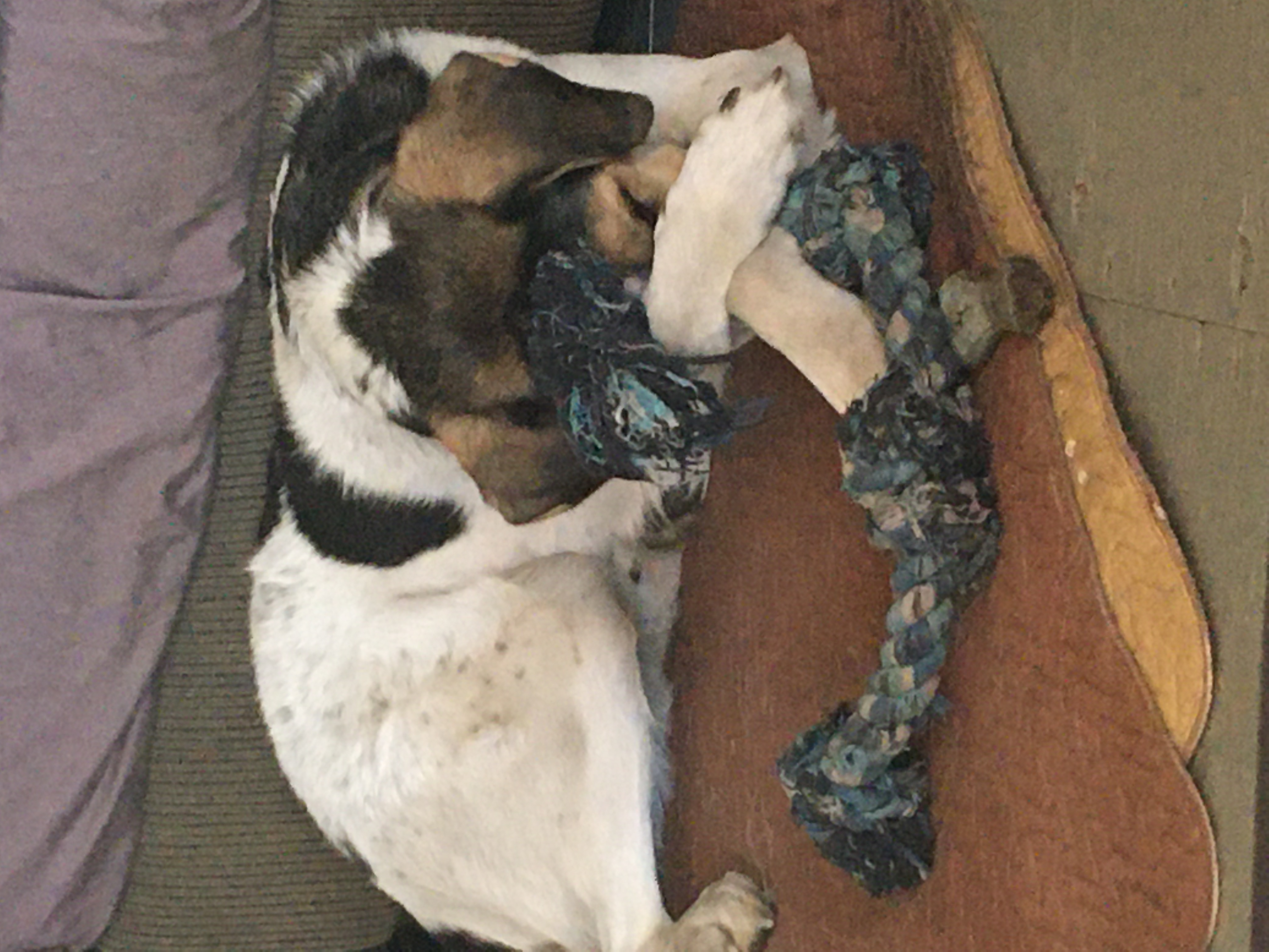 Photo of Maremma/Border Collie 