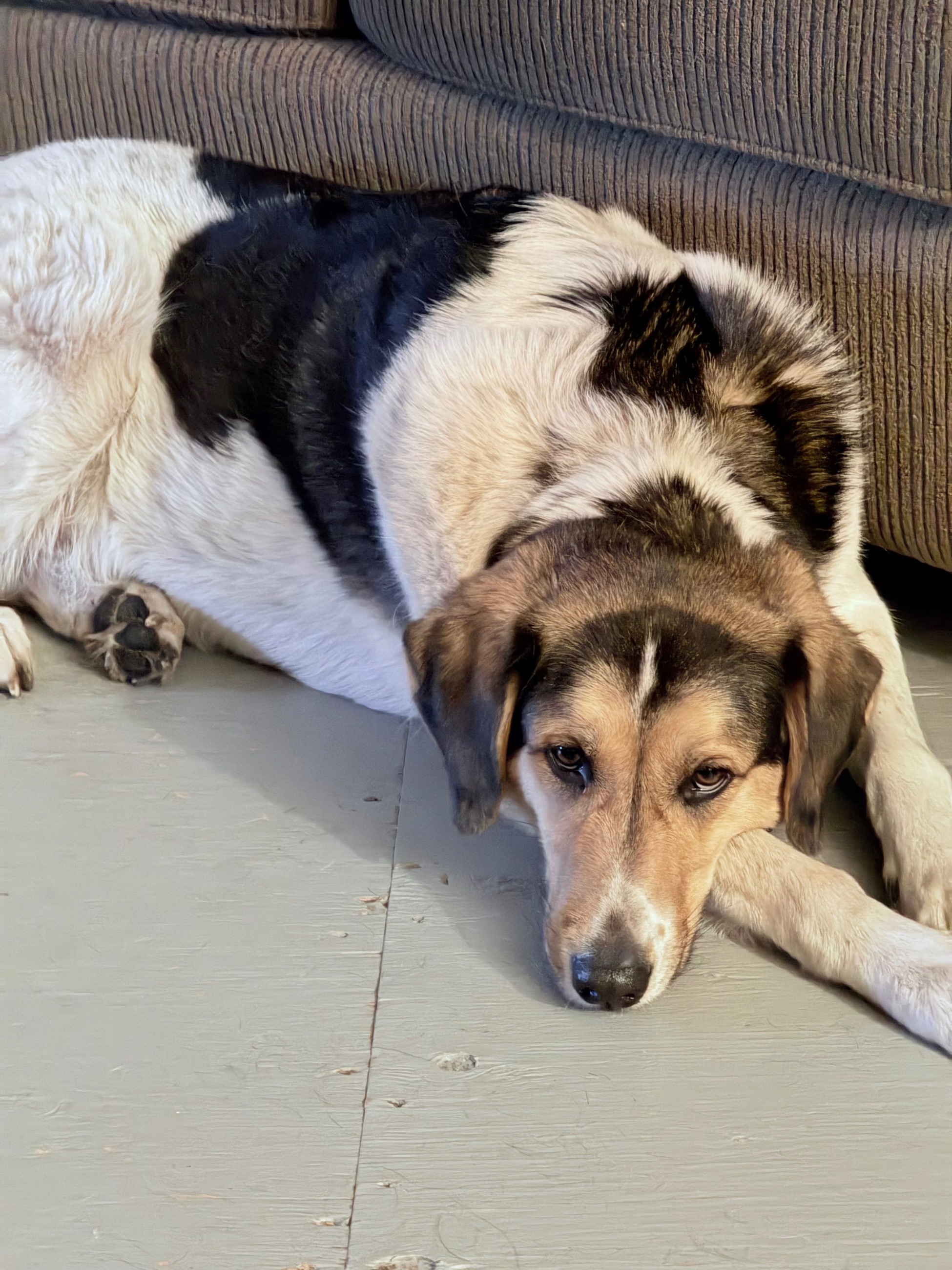 Photo of Maremma/Border Collie 