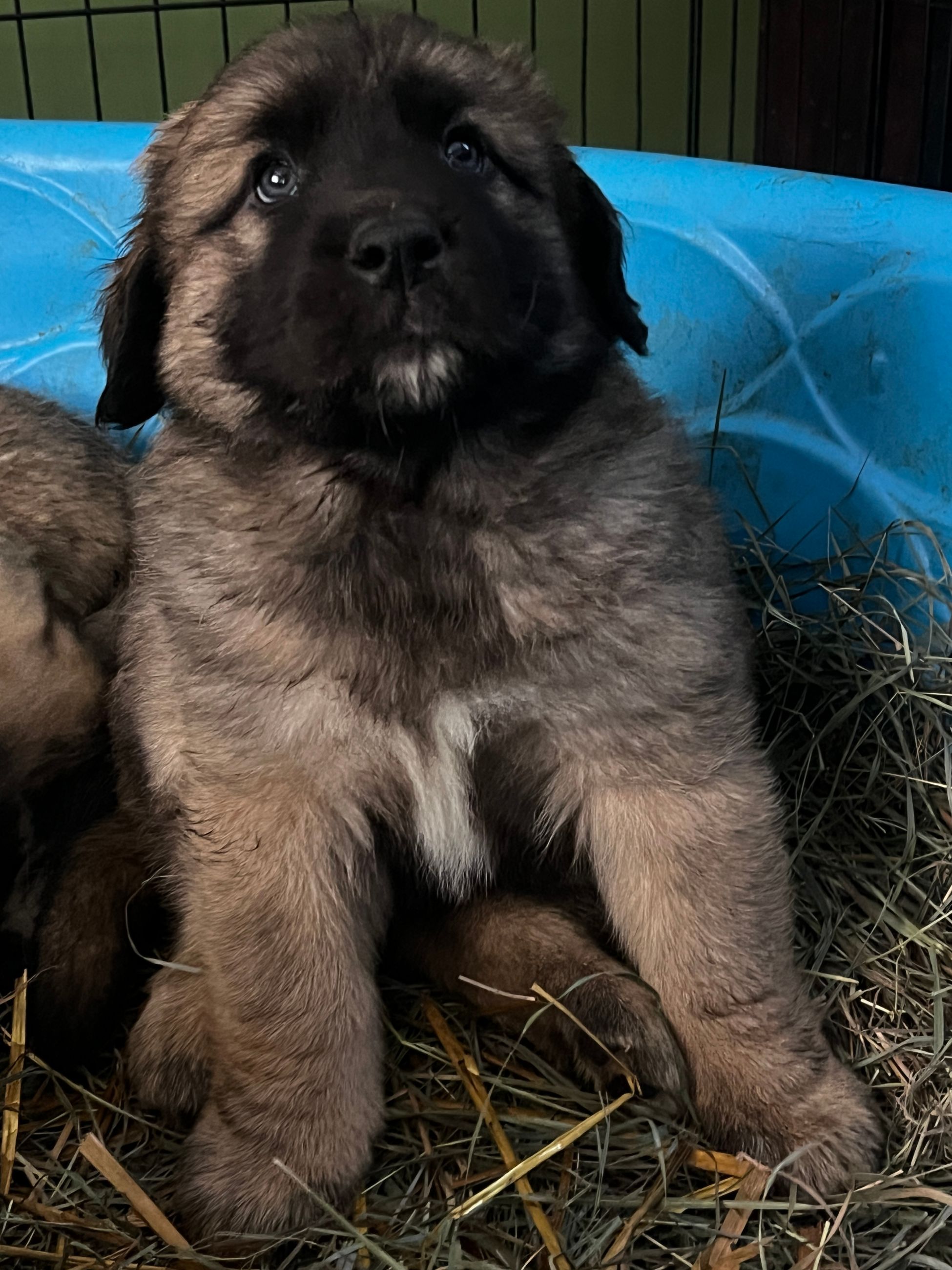 Photo of German Shepherd x Black Lab Puppies 9 Weeks Old