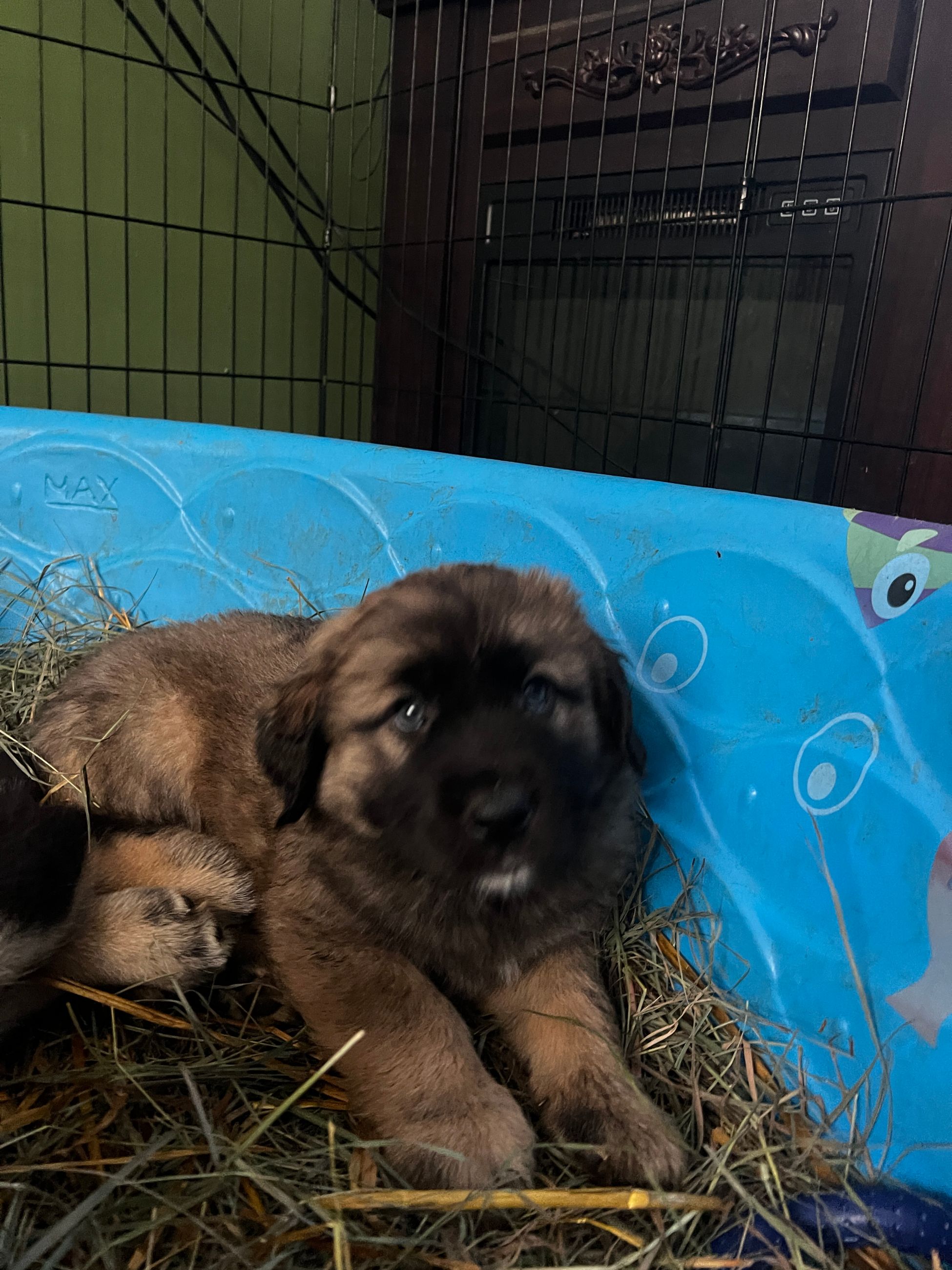 Photo of German Shepherd x Black Lab Puppies 9 Weeks Old
