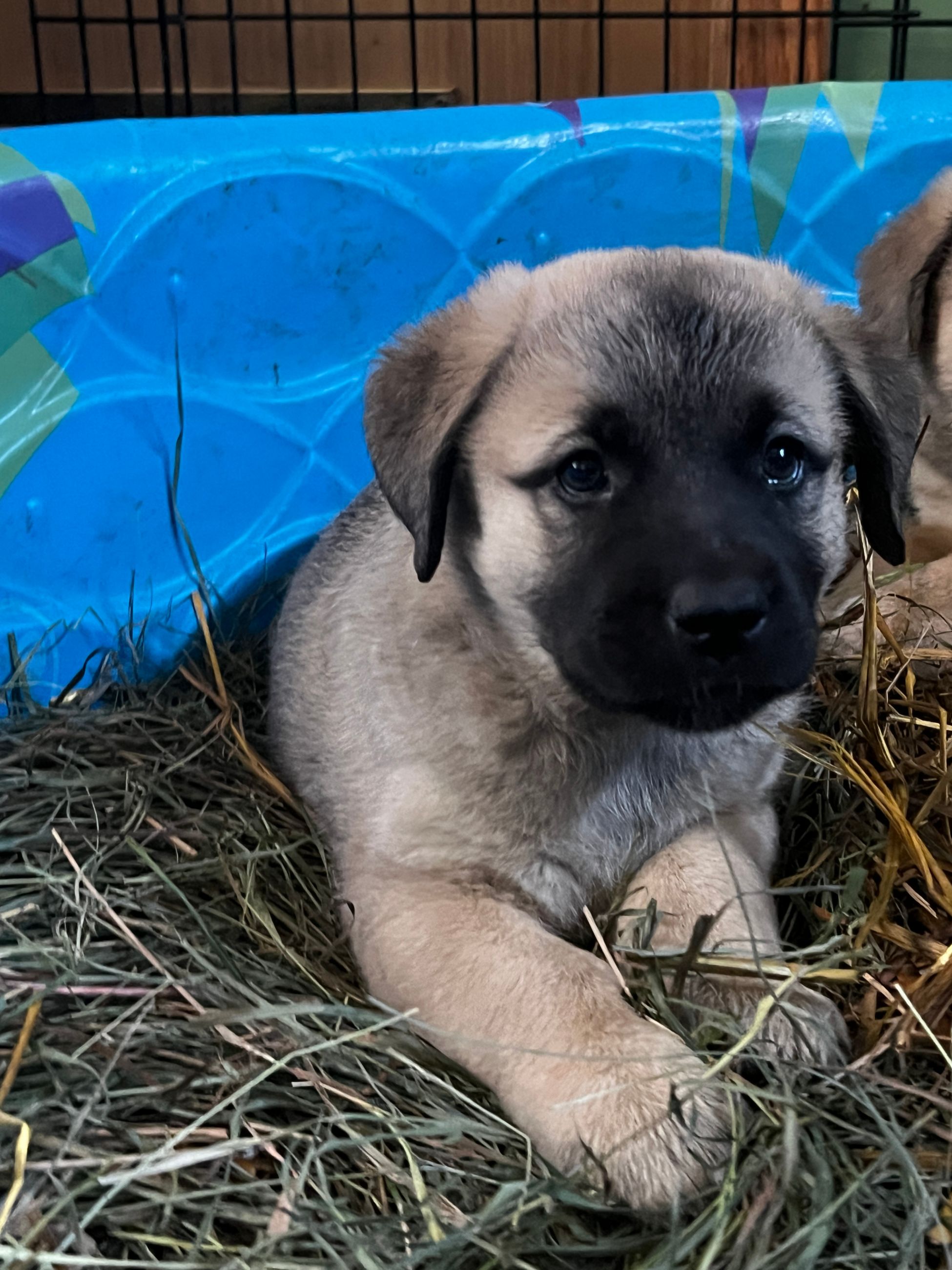 Photo of German Shepherd x Black Lab Puppies 9 Weeks Old