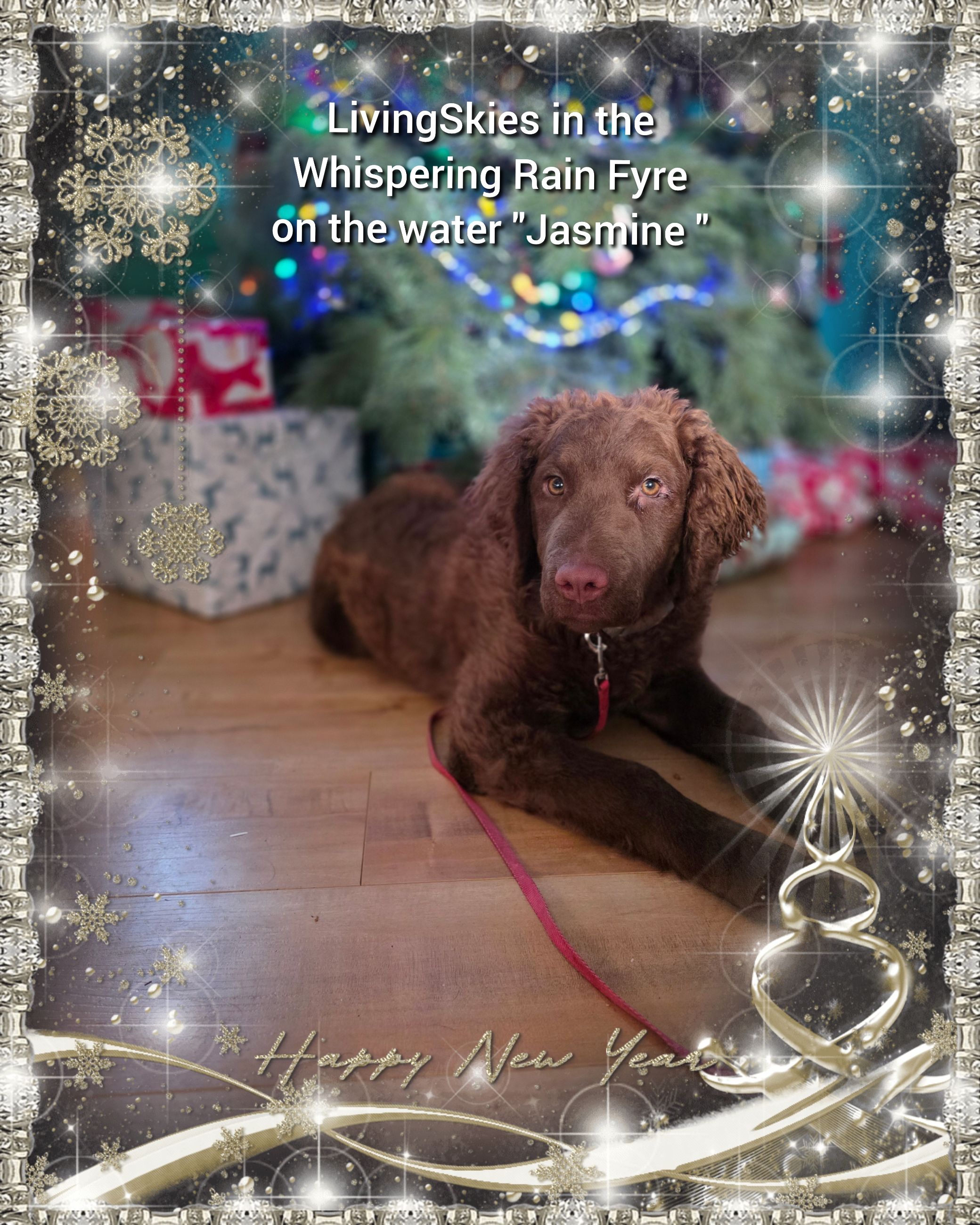Photo of 3 Beautiful Chesapeake Bay Retrievers 