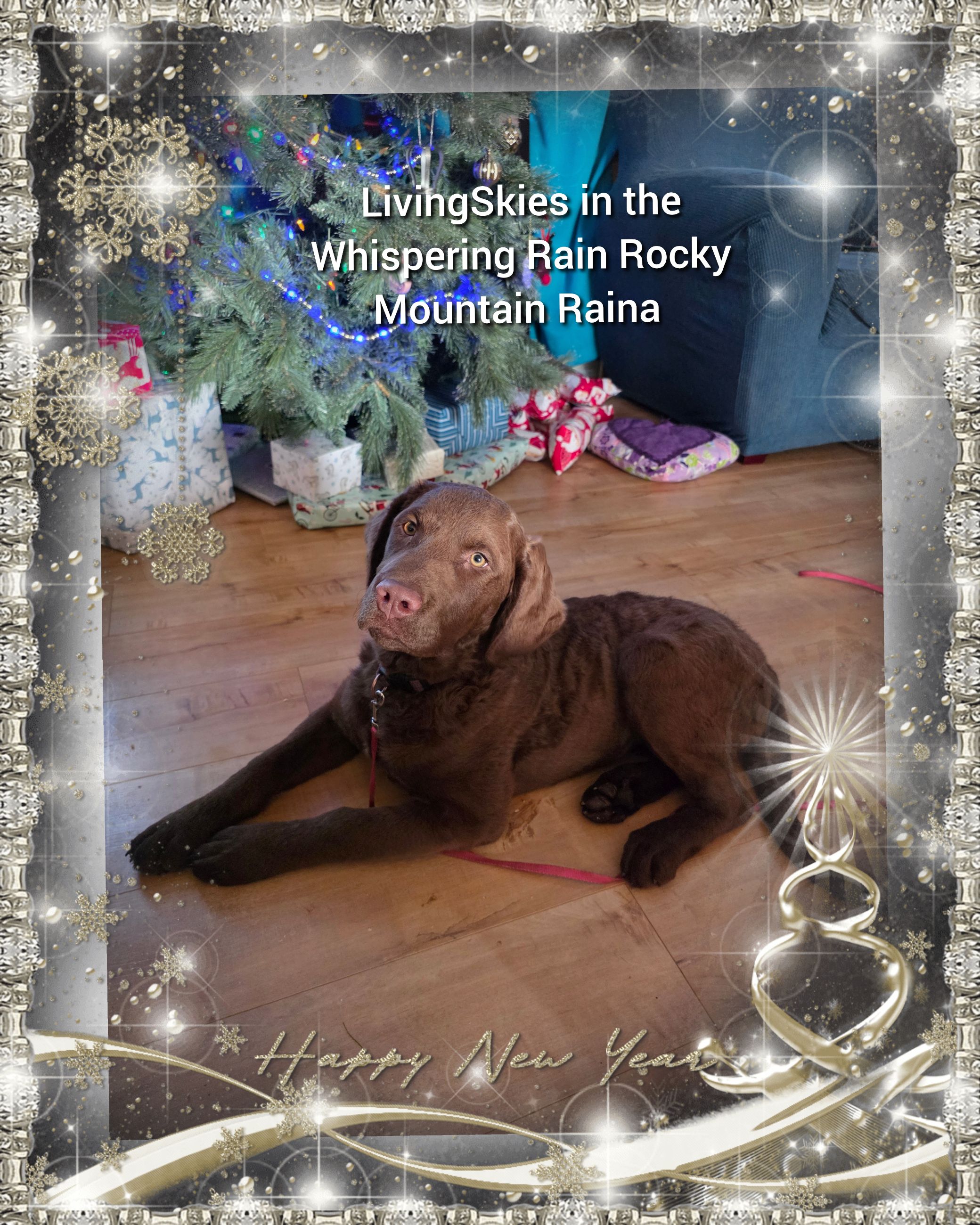 Photo of 3 Beautiful Chesapeake Bay Retrievers 
