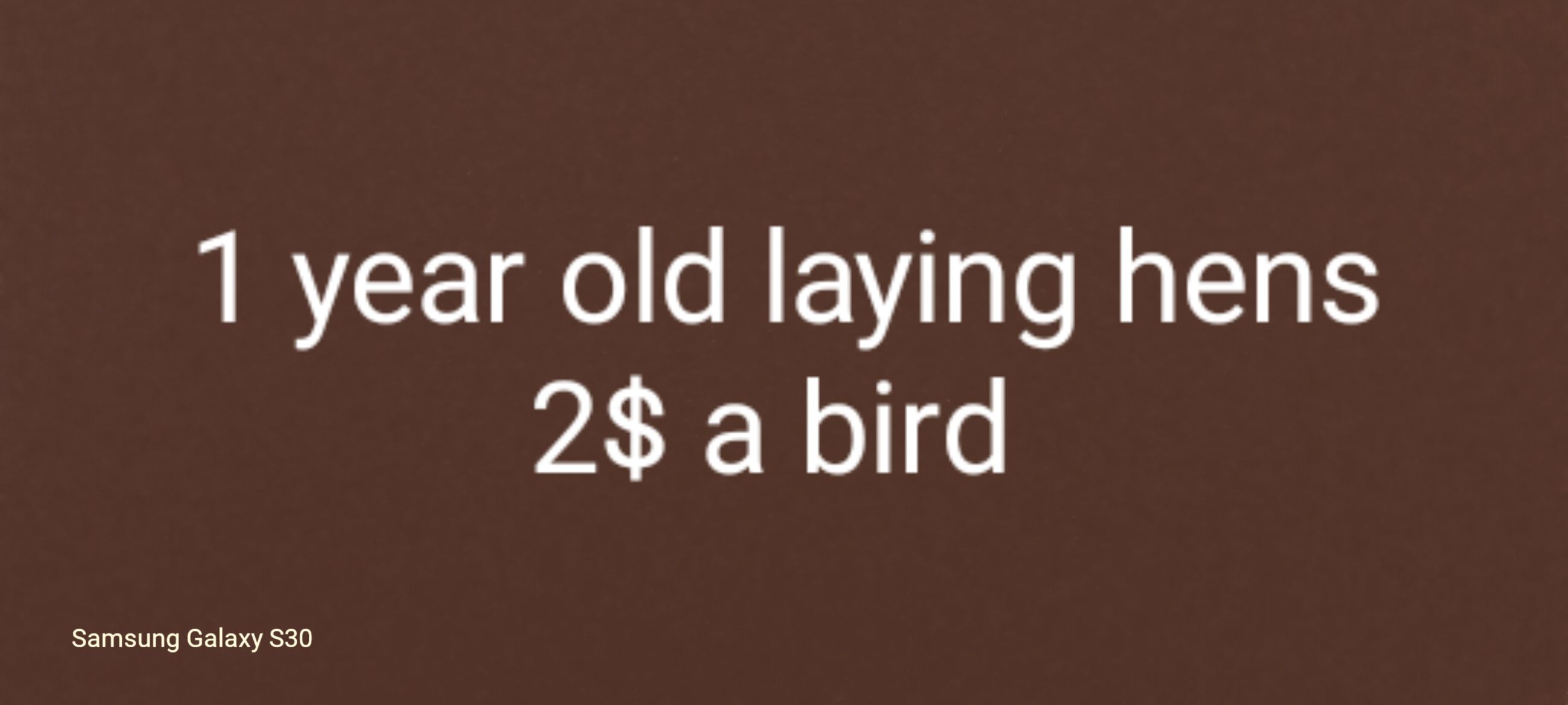 Photo of 1 year old laying hens located in czar alberta 