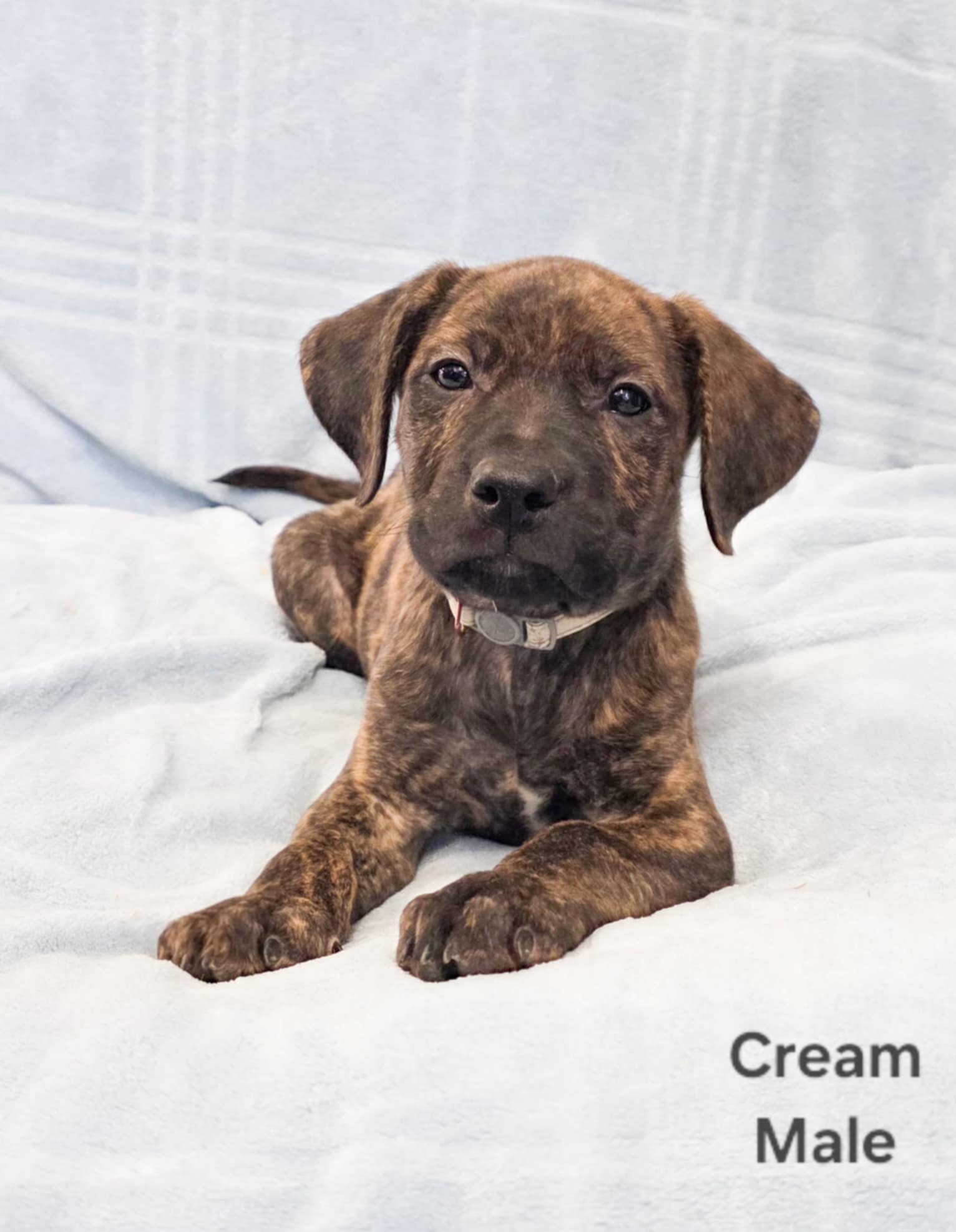 Photo of Black and Brindle Lab Cross Puppies Available Immediately