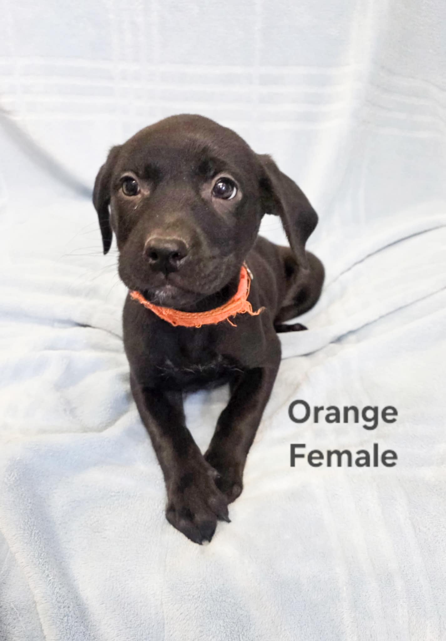 Photo of Black and Brindle Lab Cross Puppies Available Immediately