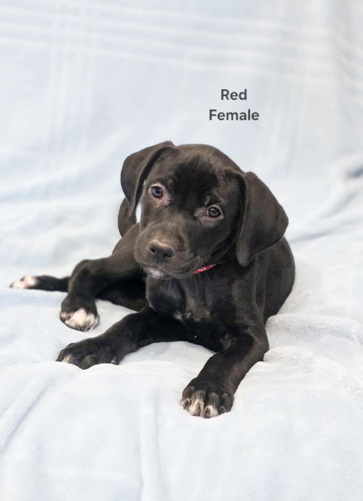 Photo of Black and Brindle Lab Cross Puppies Available Immediately