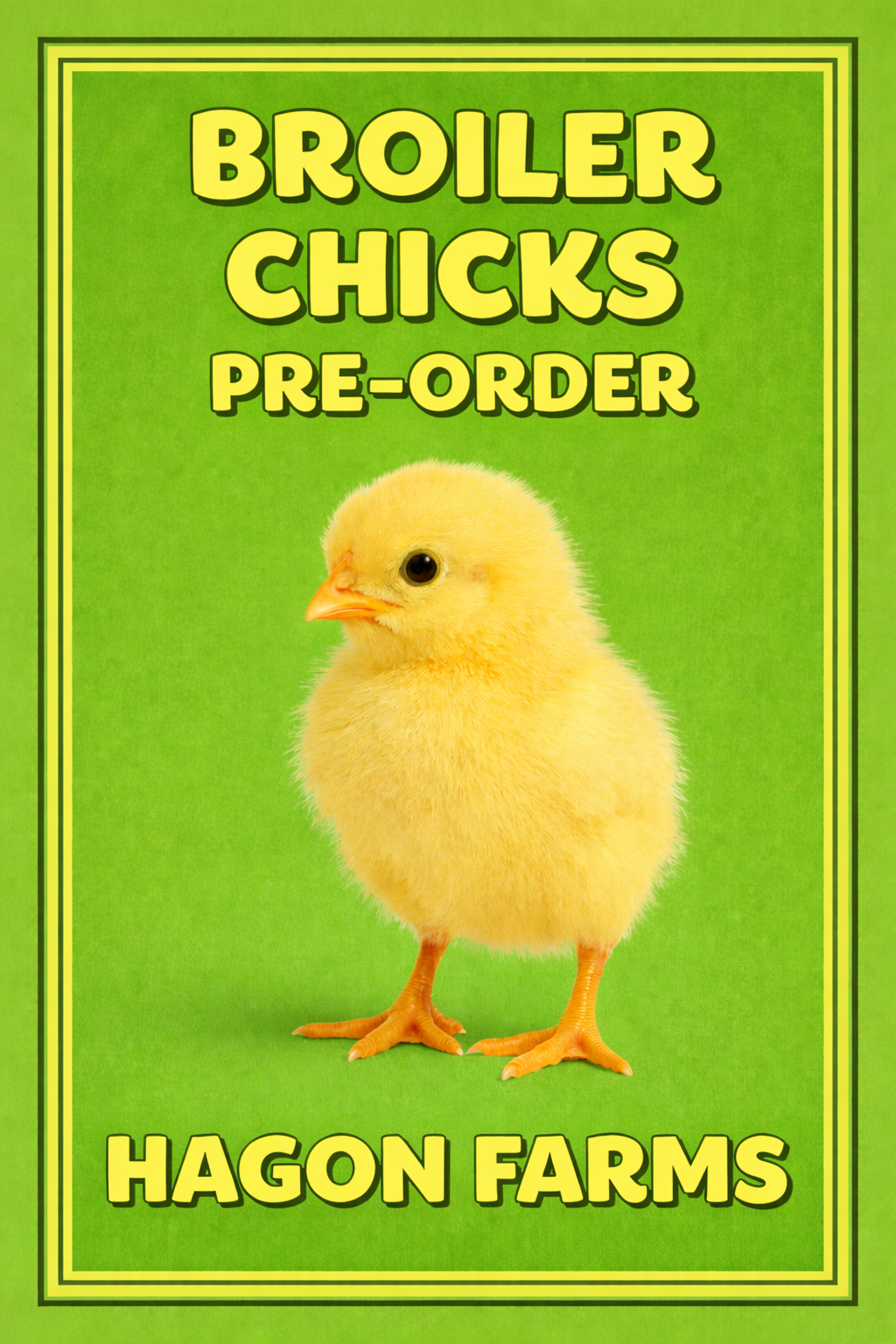 Photo of Broiler chicks 