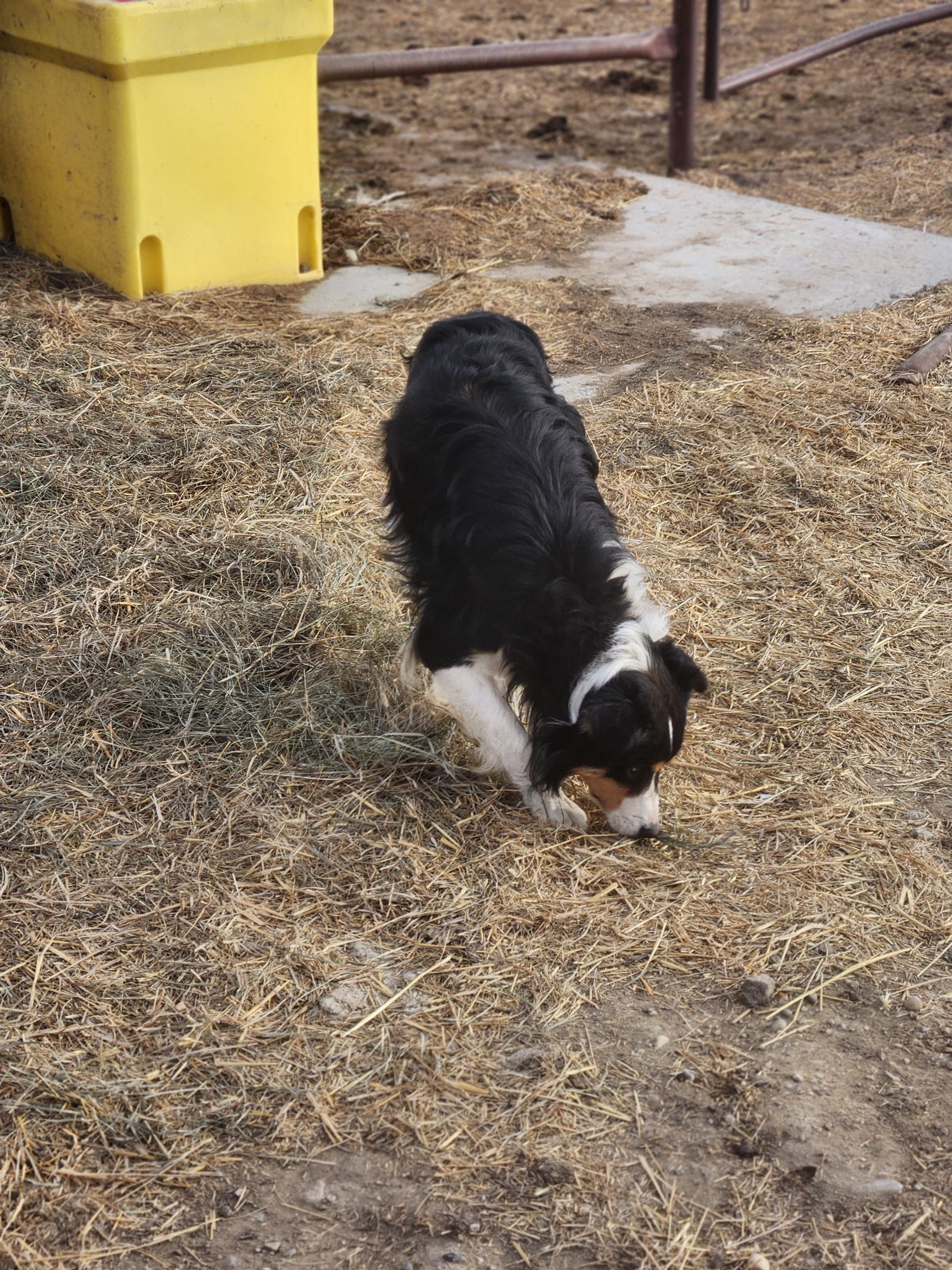 Photo of Border collie male dog for sale