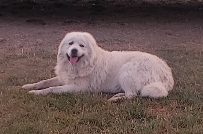 Photo of Livestock Guardian
