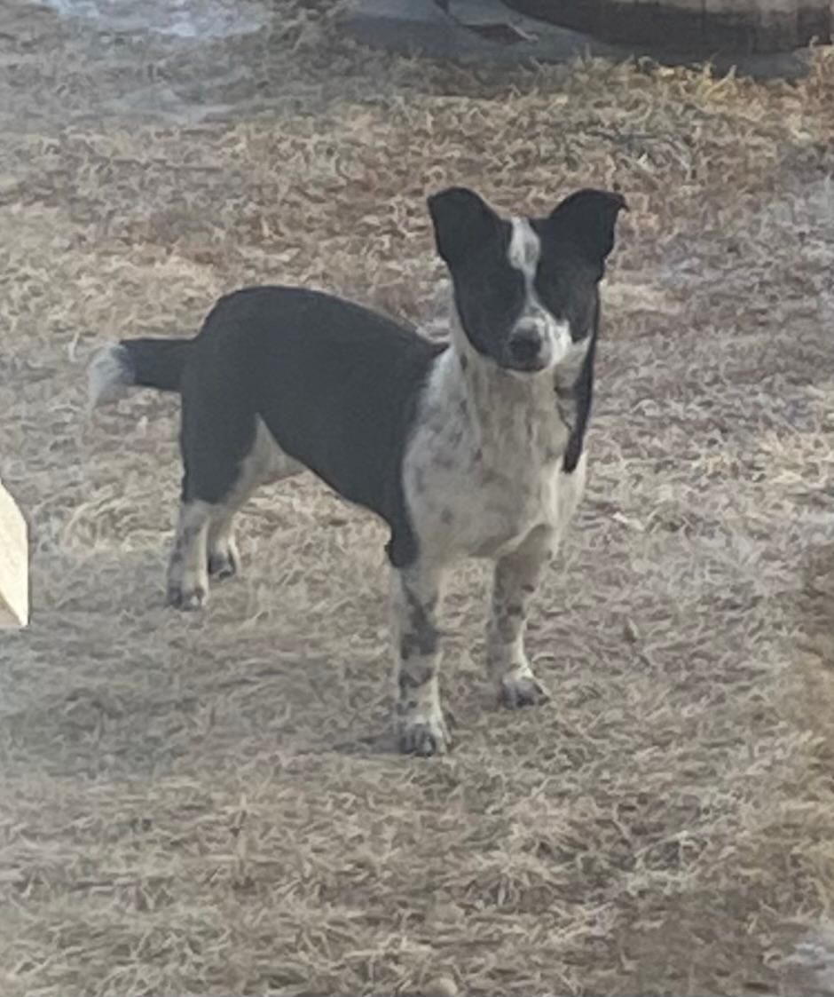 Photo of Chihuahua/Blueheeler pups