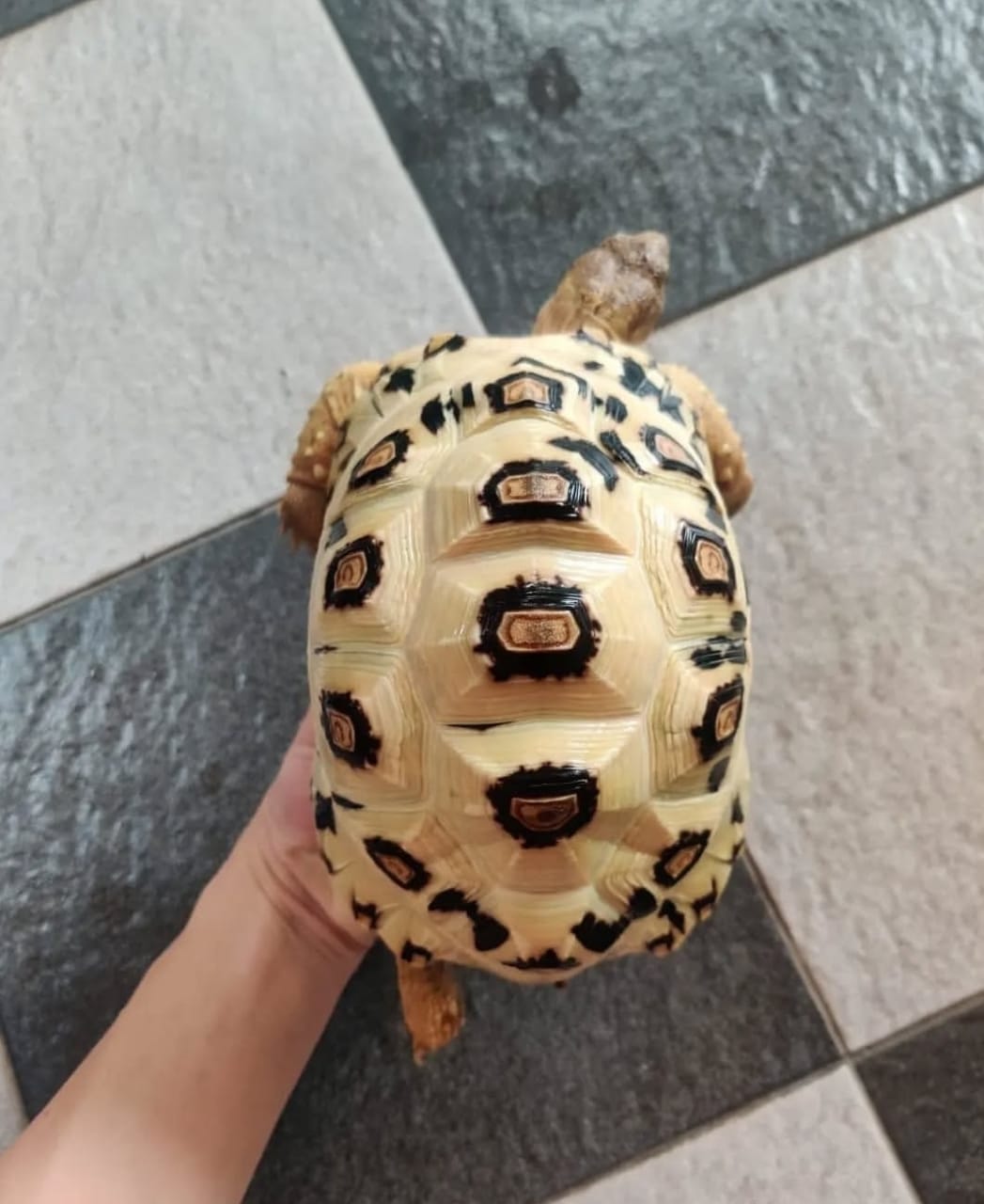 Photo of Tortoise 