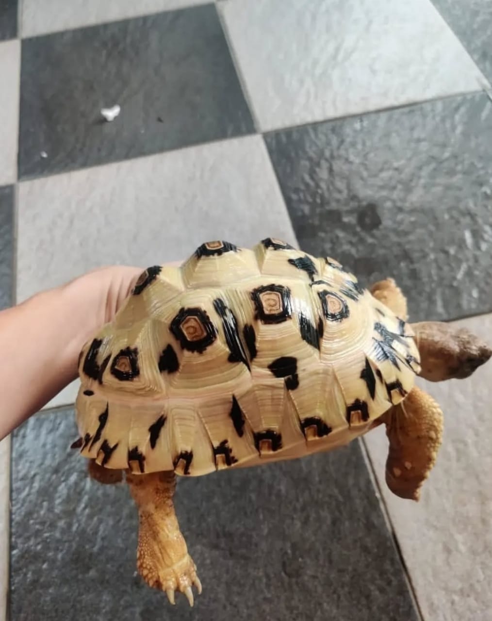 Photo of Tortoise 