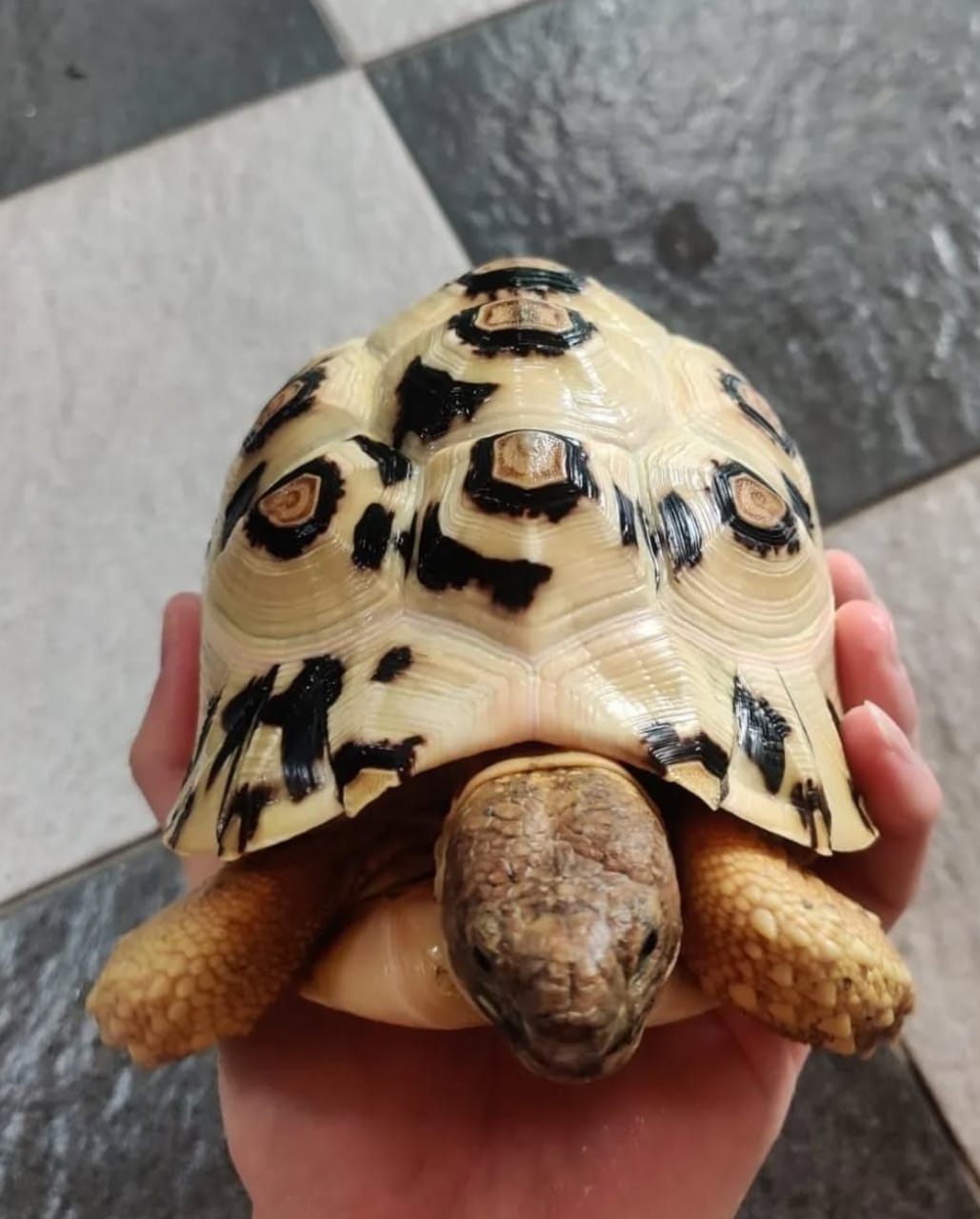 Photo of Tortoise 