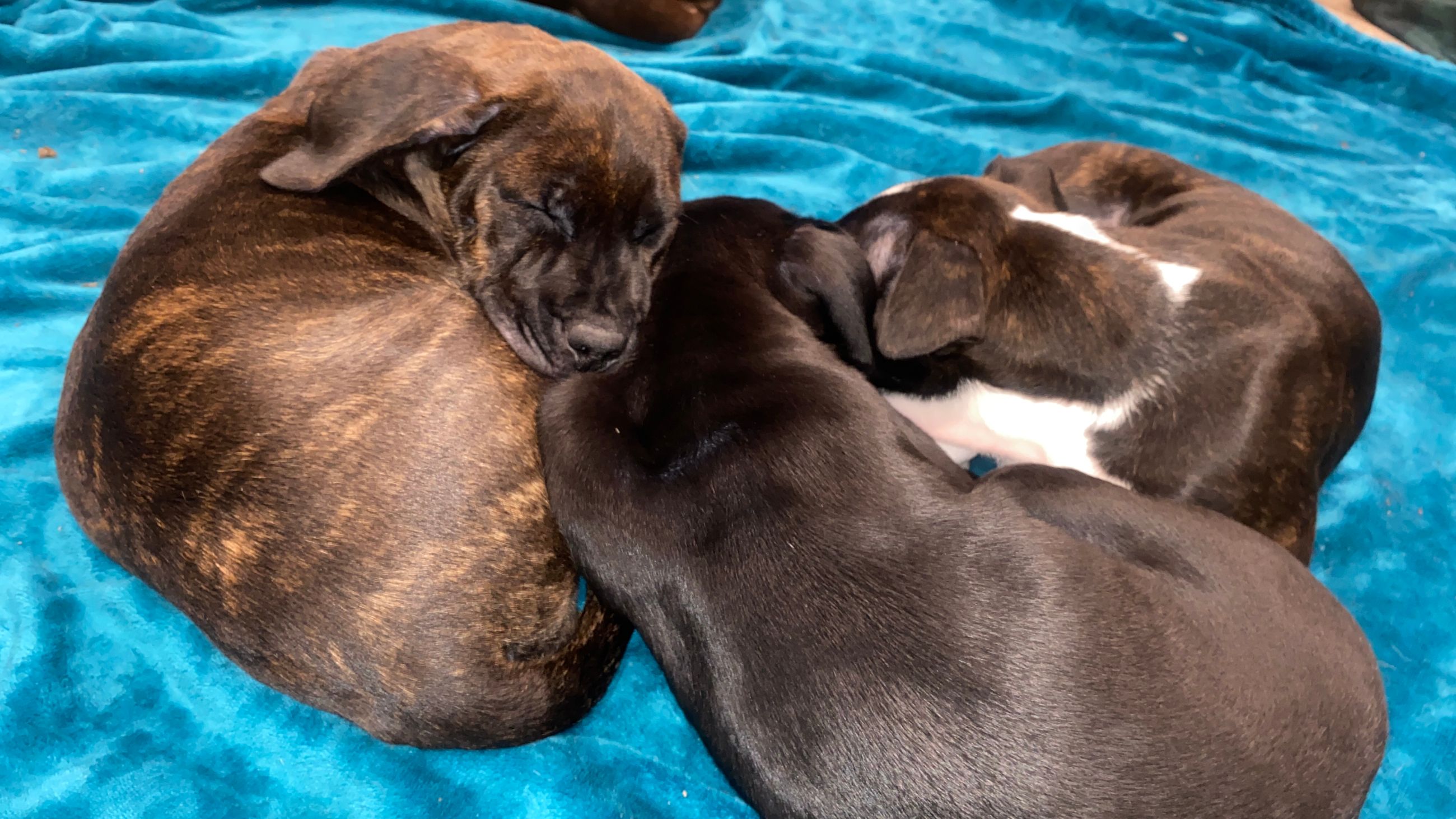 Photo of Bandogge (Pitbull x Bullmastiff Mix) Puppies for Sale [10 Weeks Old] [Three left]