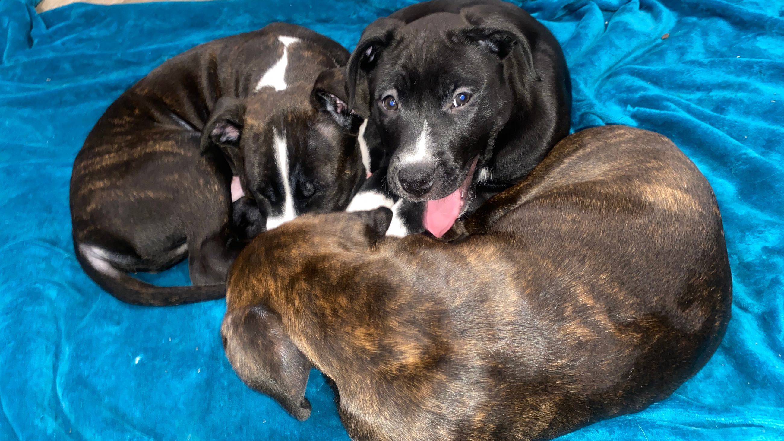 Photo of Bandogge (Pitbull x Bullmastiff Mix) Puppies for Sale [10 Weeks Old] [Three left]