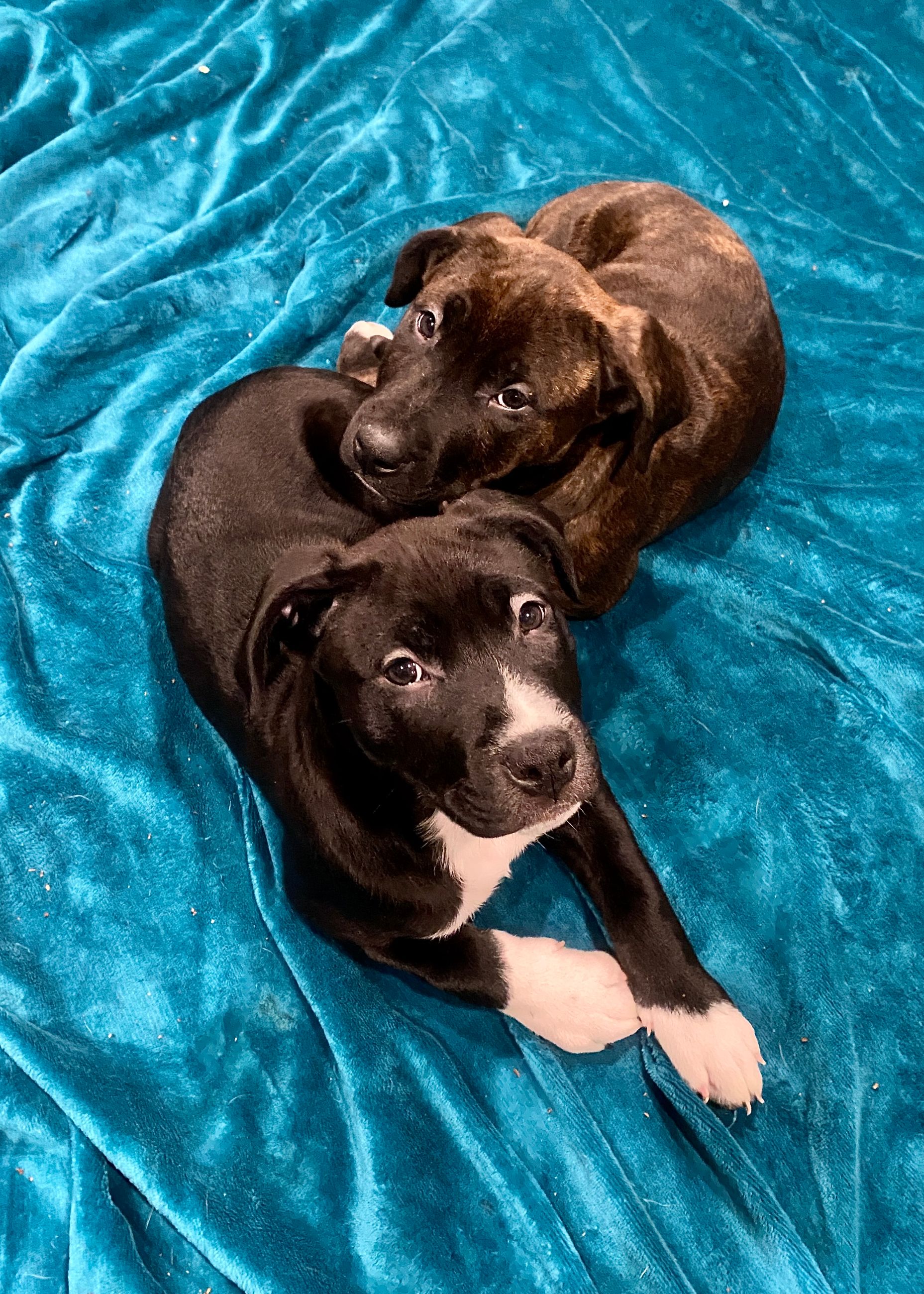 Photo of Bandogge (Pitbull x Bullmastiff Mix) Puppies for Sale [10 Weeks Old] [Three left]