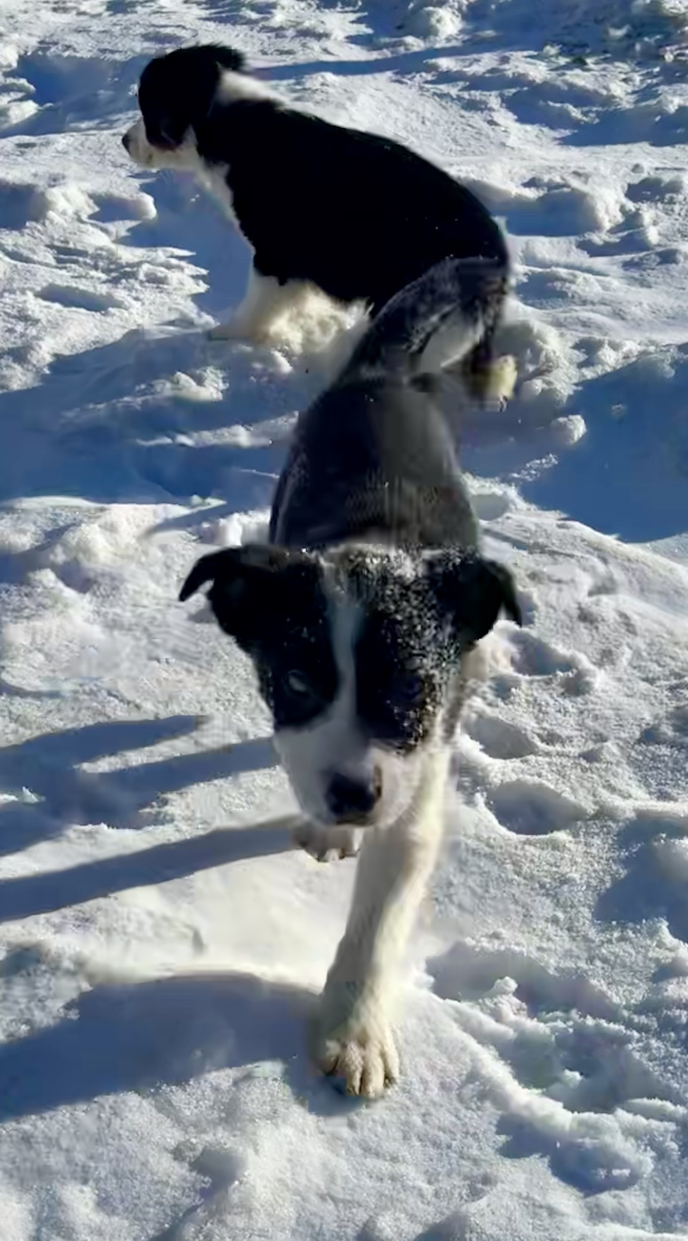 Photo of Border collie