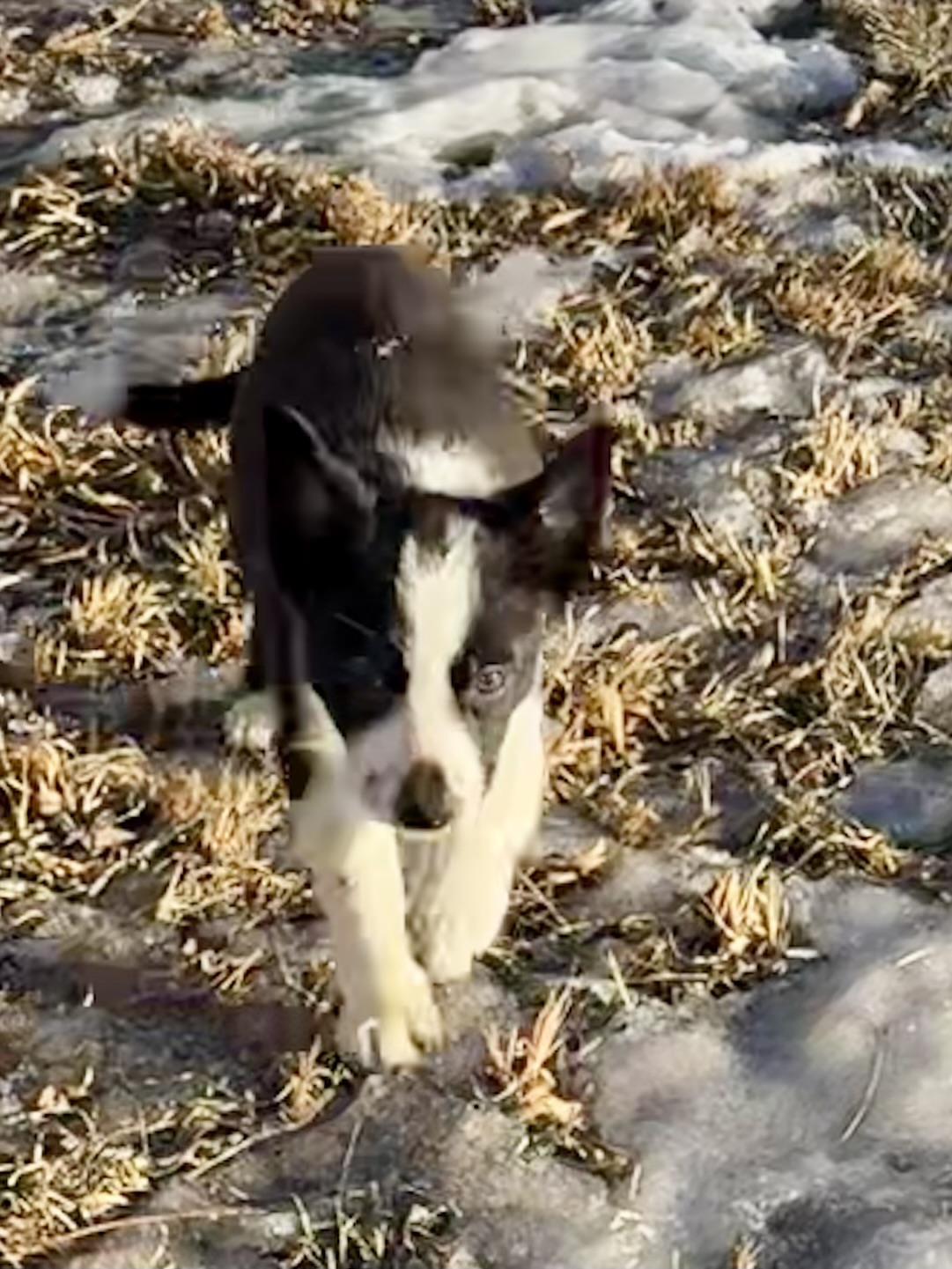 Border collie - 3 - 1769139516185_IMG_9950