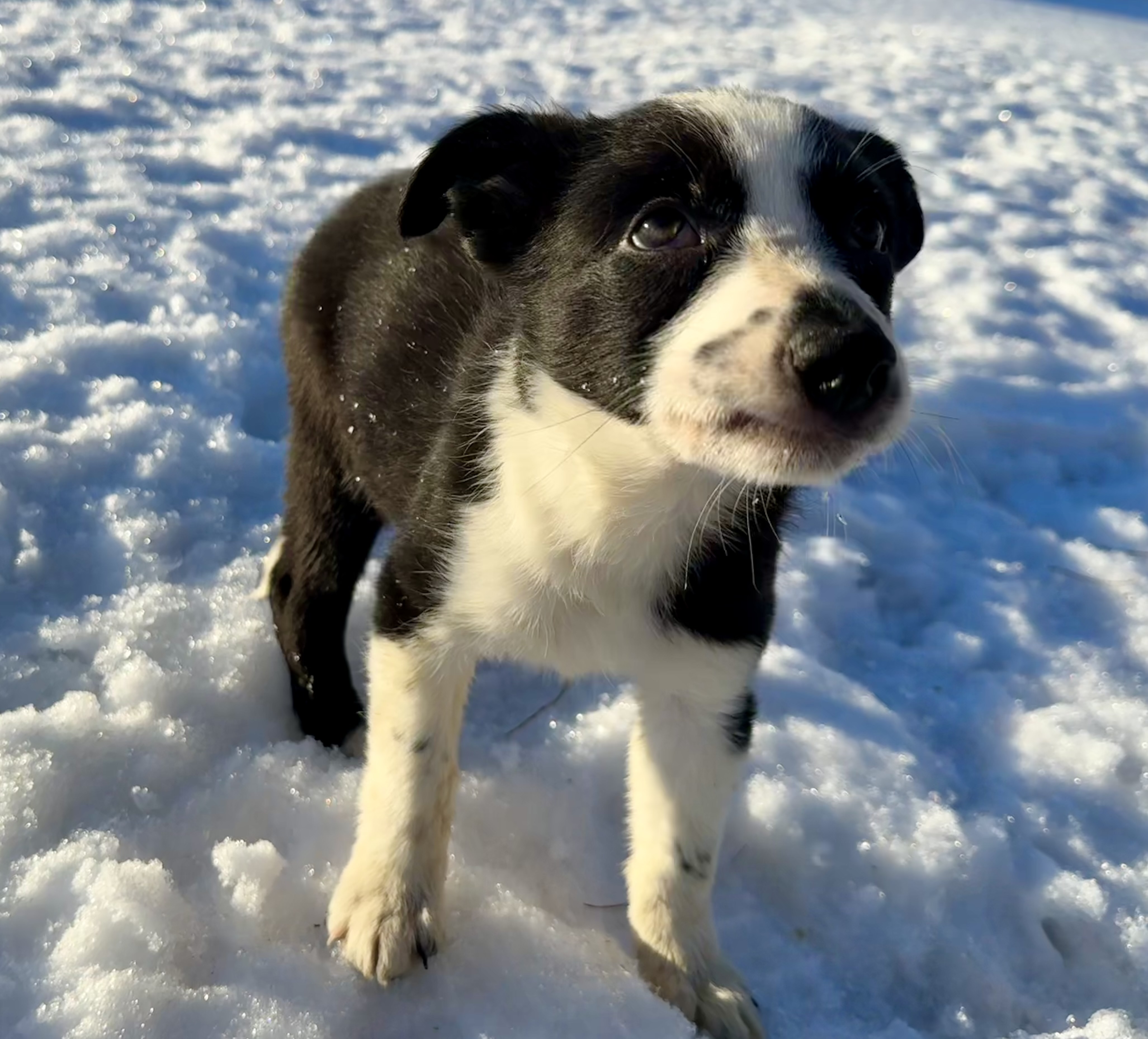 Border collie - 2 - 1769139517973_IMG_9963