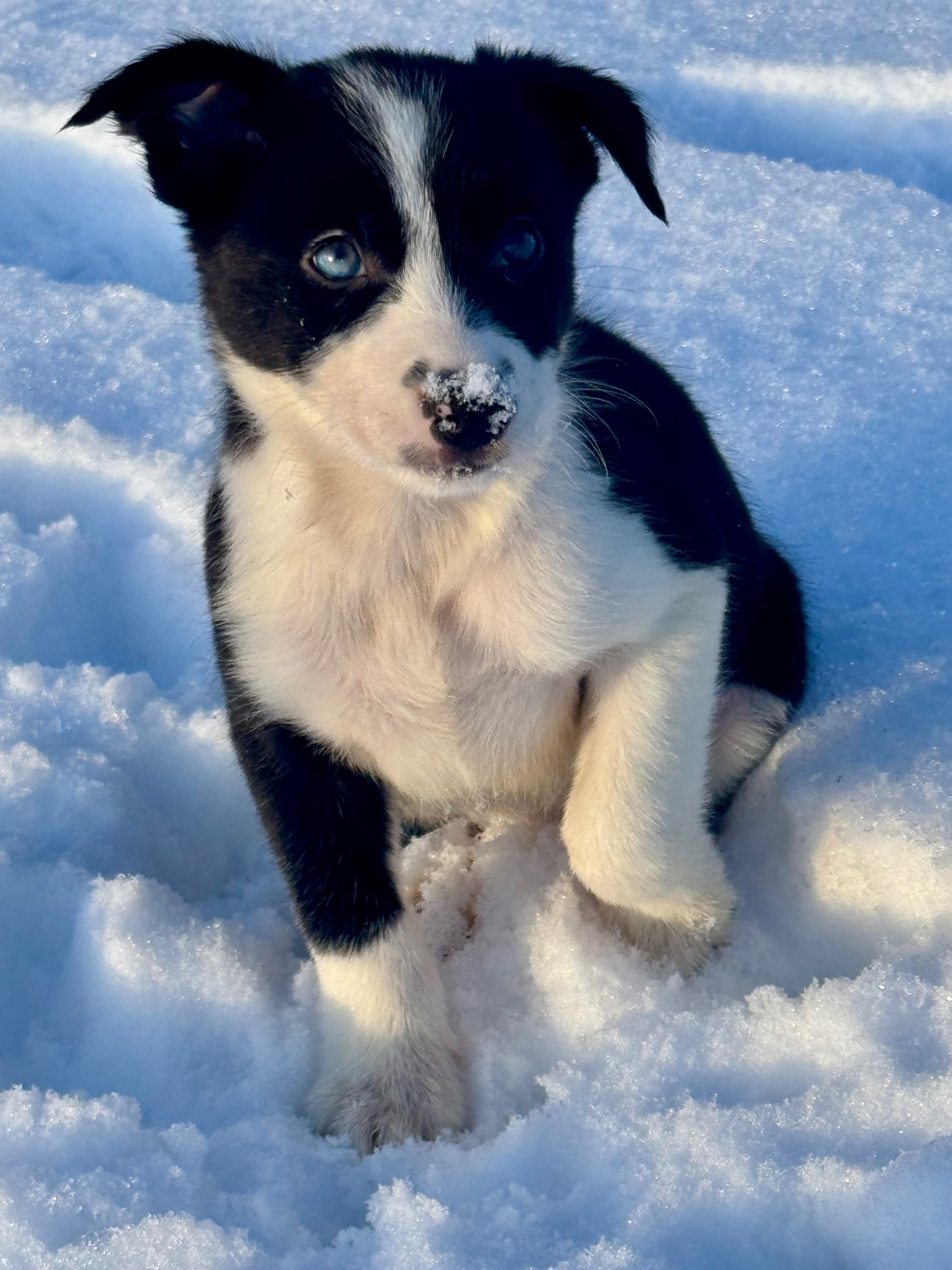 Border collie - 5 - 1769139518010_IMG_9577