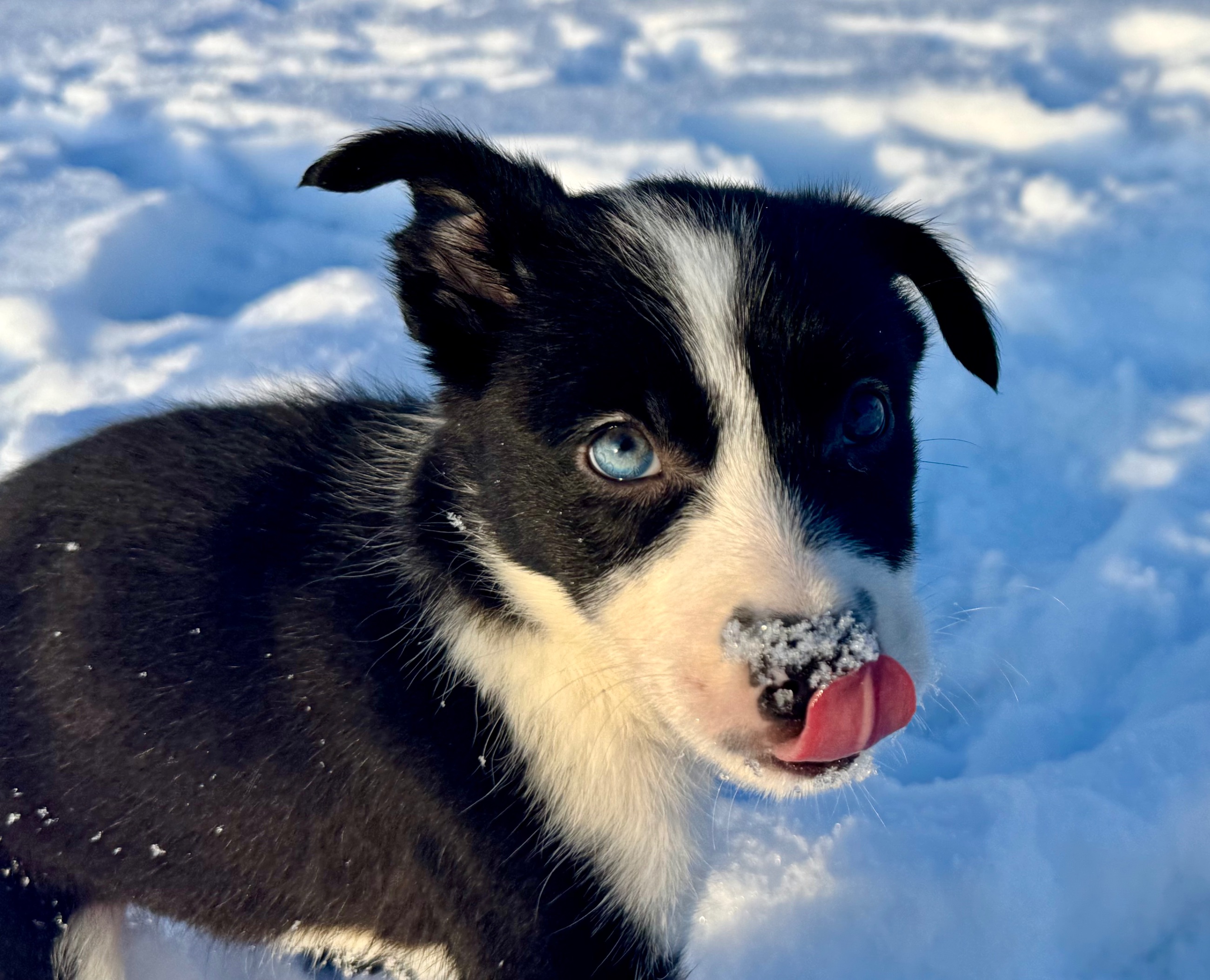 Border collie - 4 - 1769139518098_IMG_9590