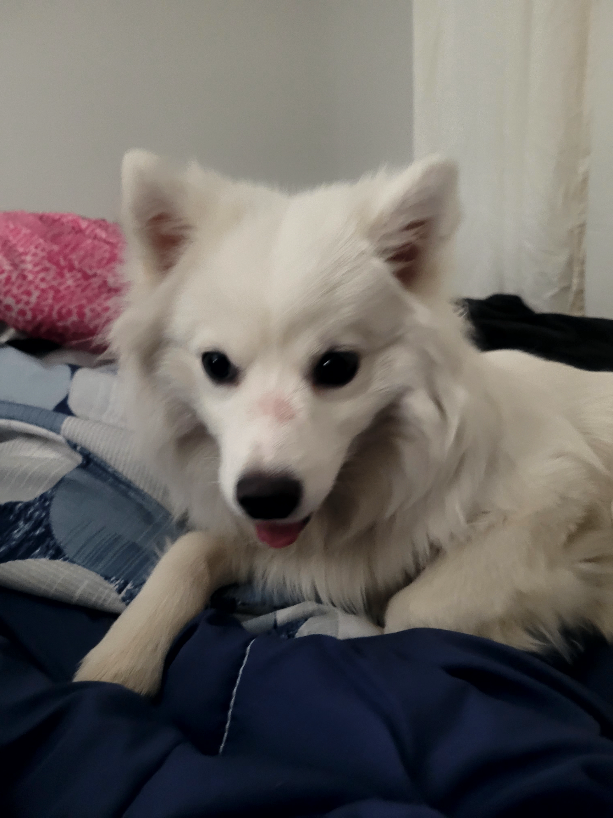 Photo of Miniature American Eskimo Puppy for Sale – 7 Months Old