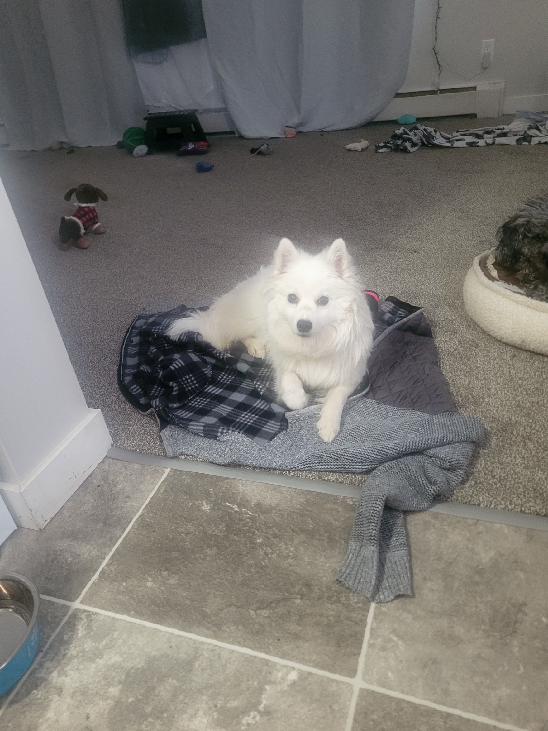 Photo of Miniature American Eskimo Puppy for Sale – 7 Months Old