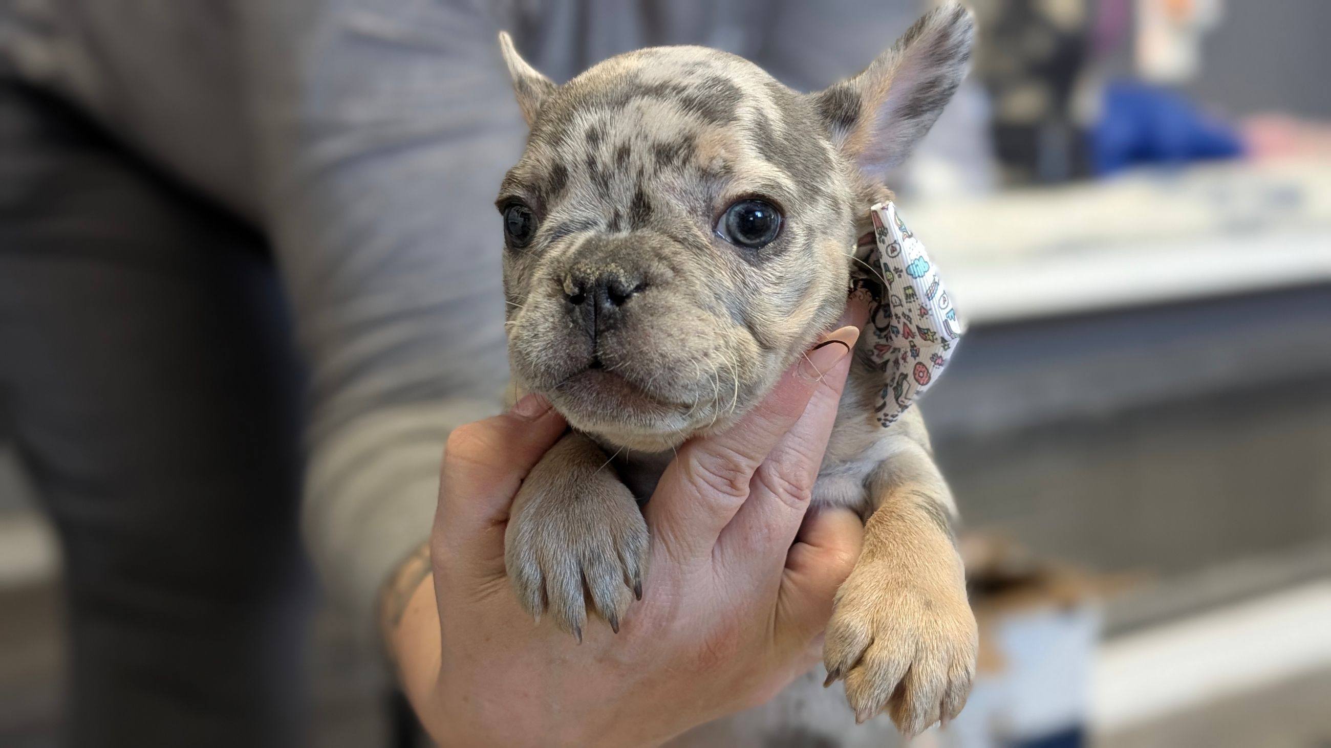 Photo of 6 Female Merle and Solid Blue French Bulldogs 