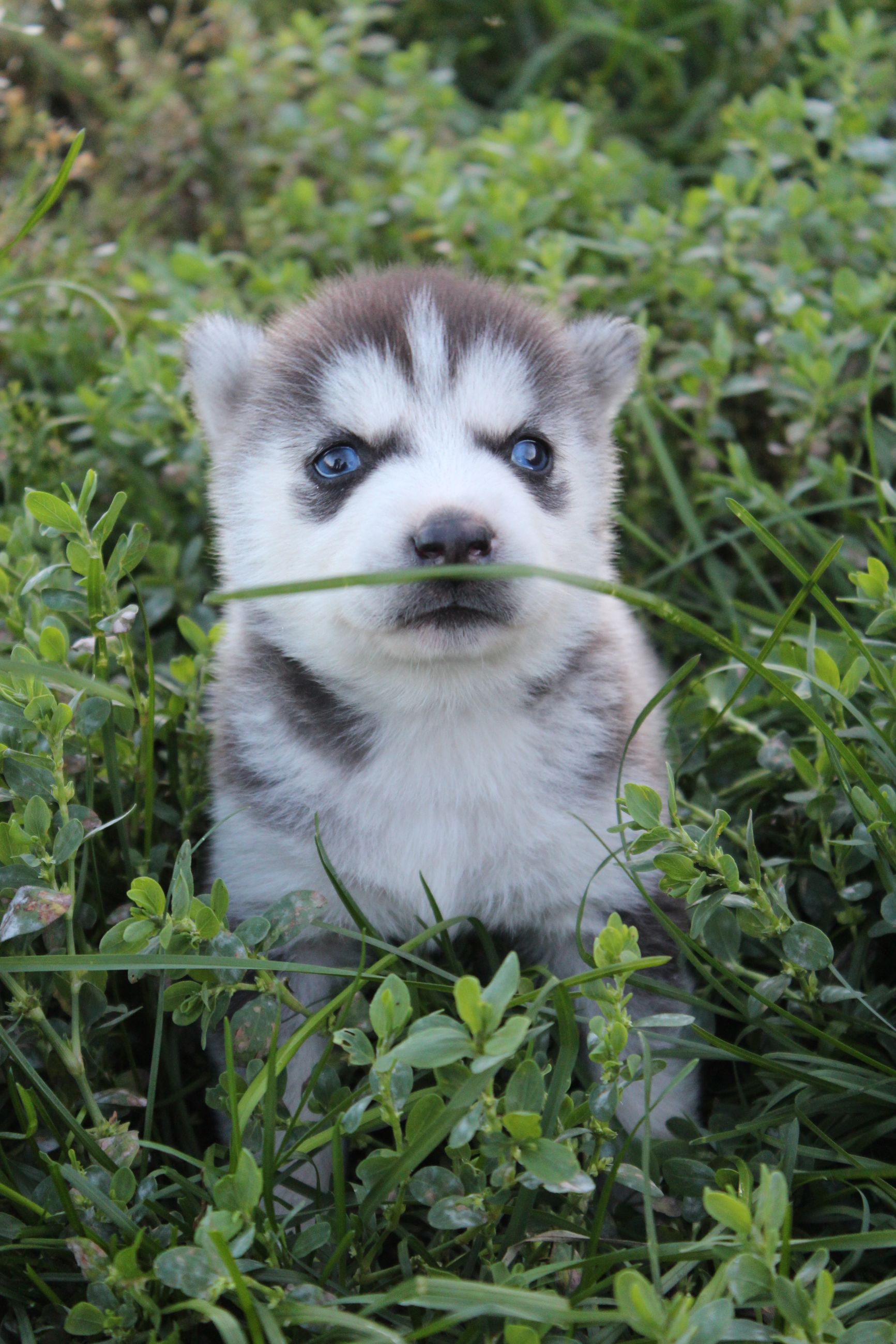 Photo of Siberian husky puppies 