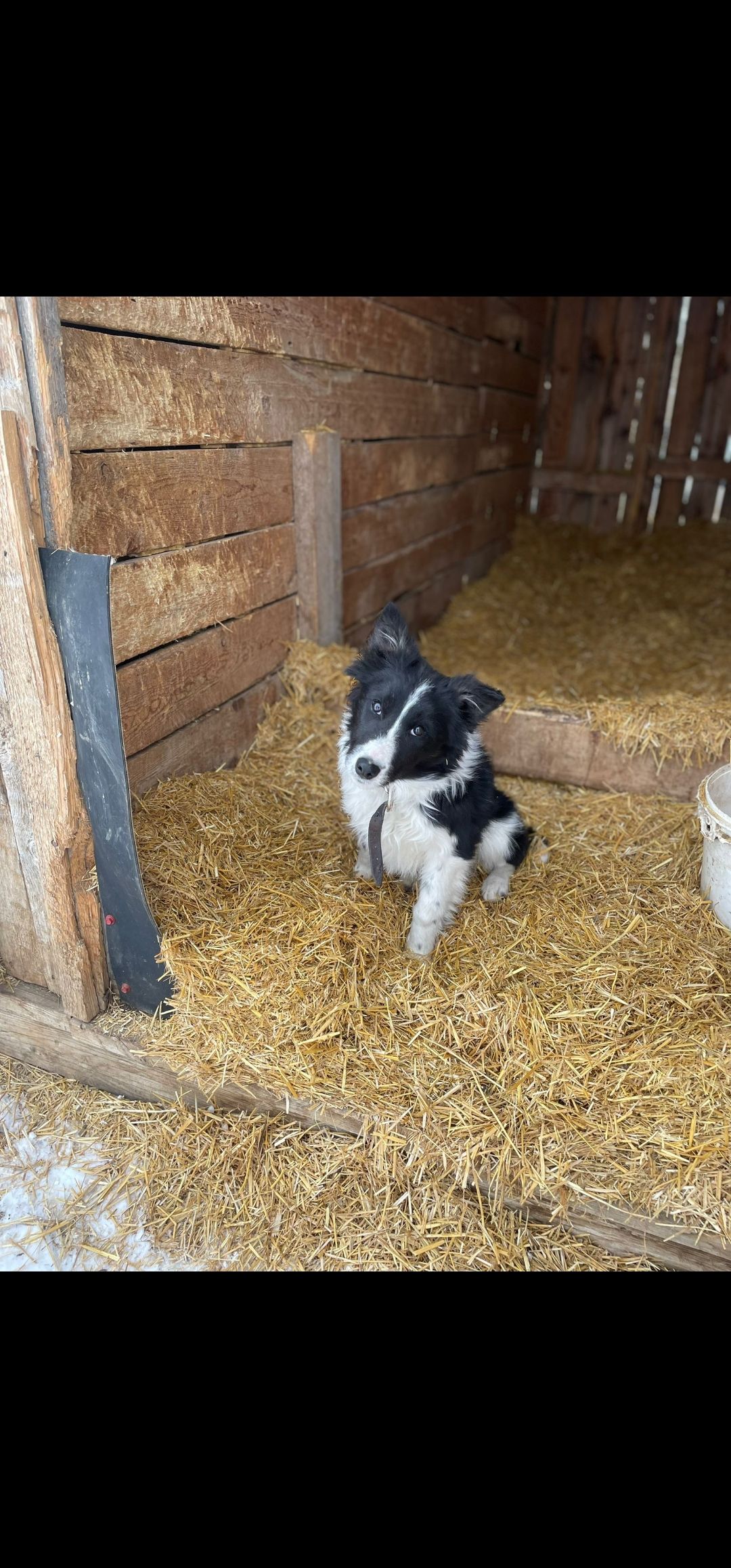 Photo of Border collie dog